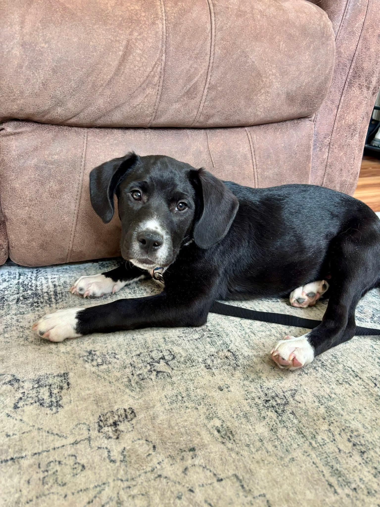 Enlarge GUS    $425, a ADOPTABLE mixed breed in Milwaukee, WI image 6/6