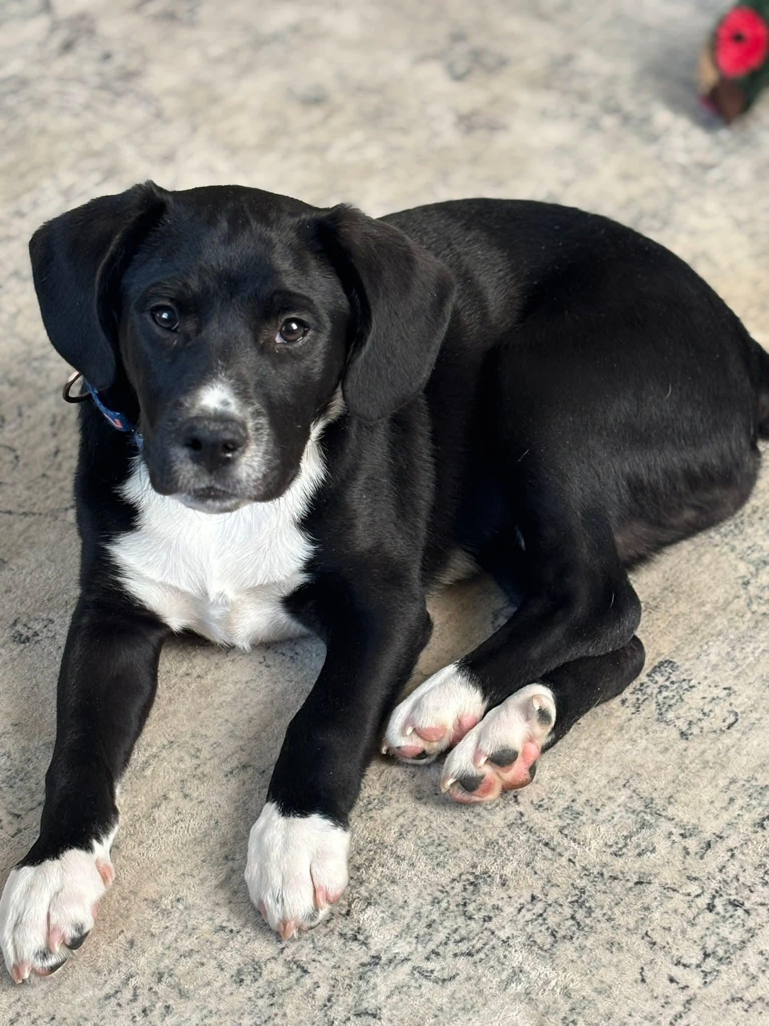 Enlarge GUS    $425, a ADOPTABLE mixed breed in Milwaukee, WI image 1/6