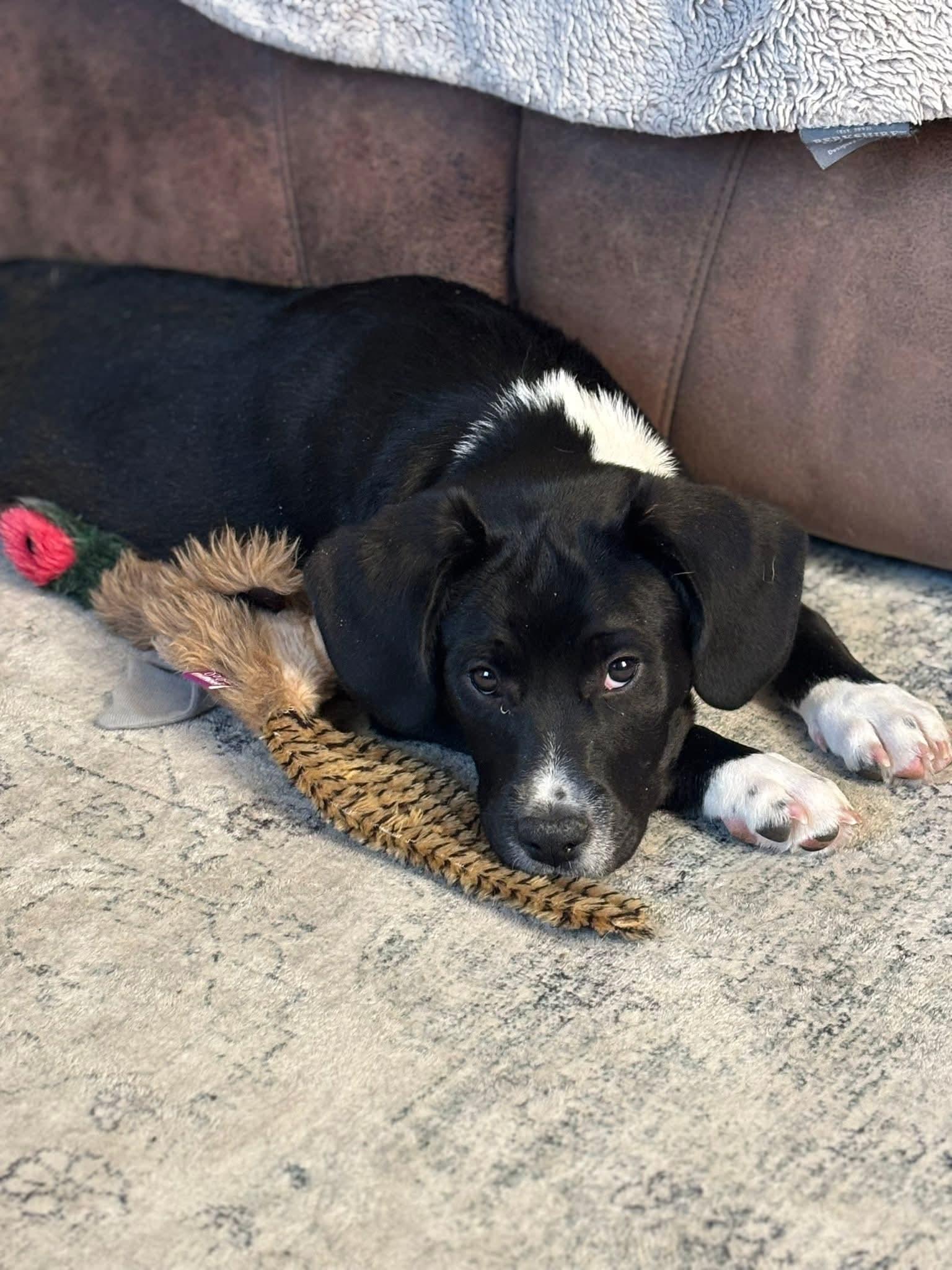 Enlarge GUS    $425, a ADOPTABLE mixed breed in Milwaukee, WI image 5/6