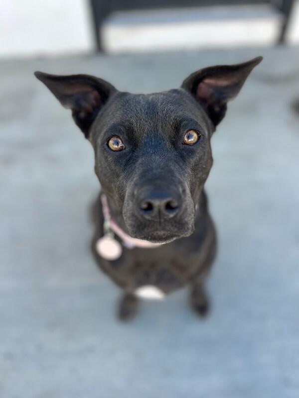 Georgia (fka Gordy), Adoptable, Adult Female Mixed Breed.