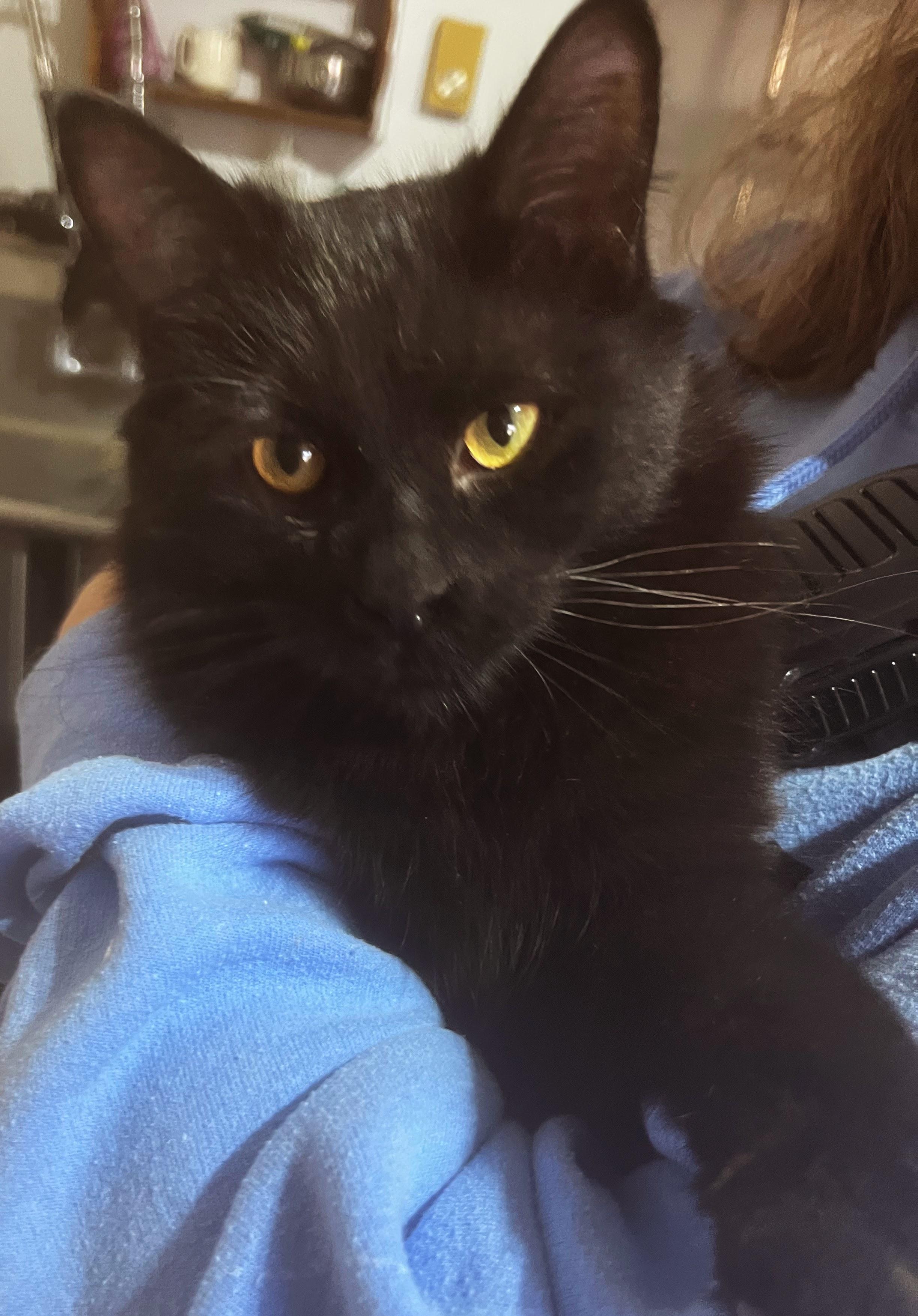 Annie, Adoptable, Young Female Bombay.