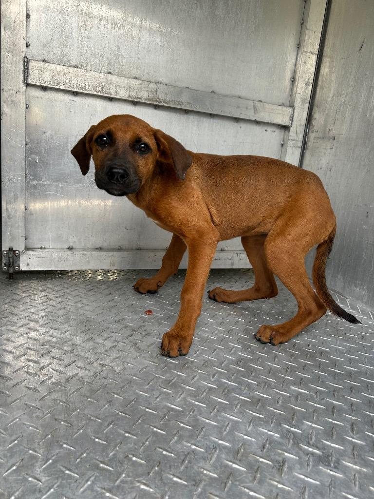 Enlarge May, a Adoptable mixed breed in Oxford, NC image 1/1