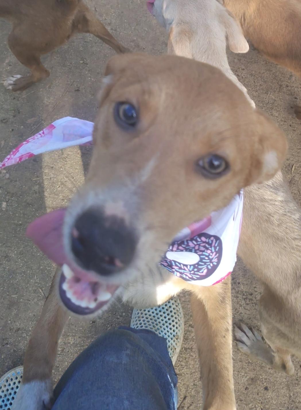 Stella, Adoptable, Young Female Spaniel & Shetland Sheepdog / Sheltie.