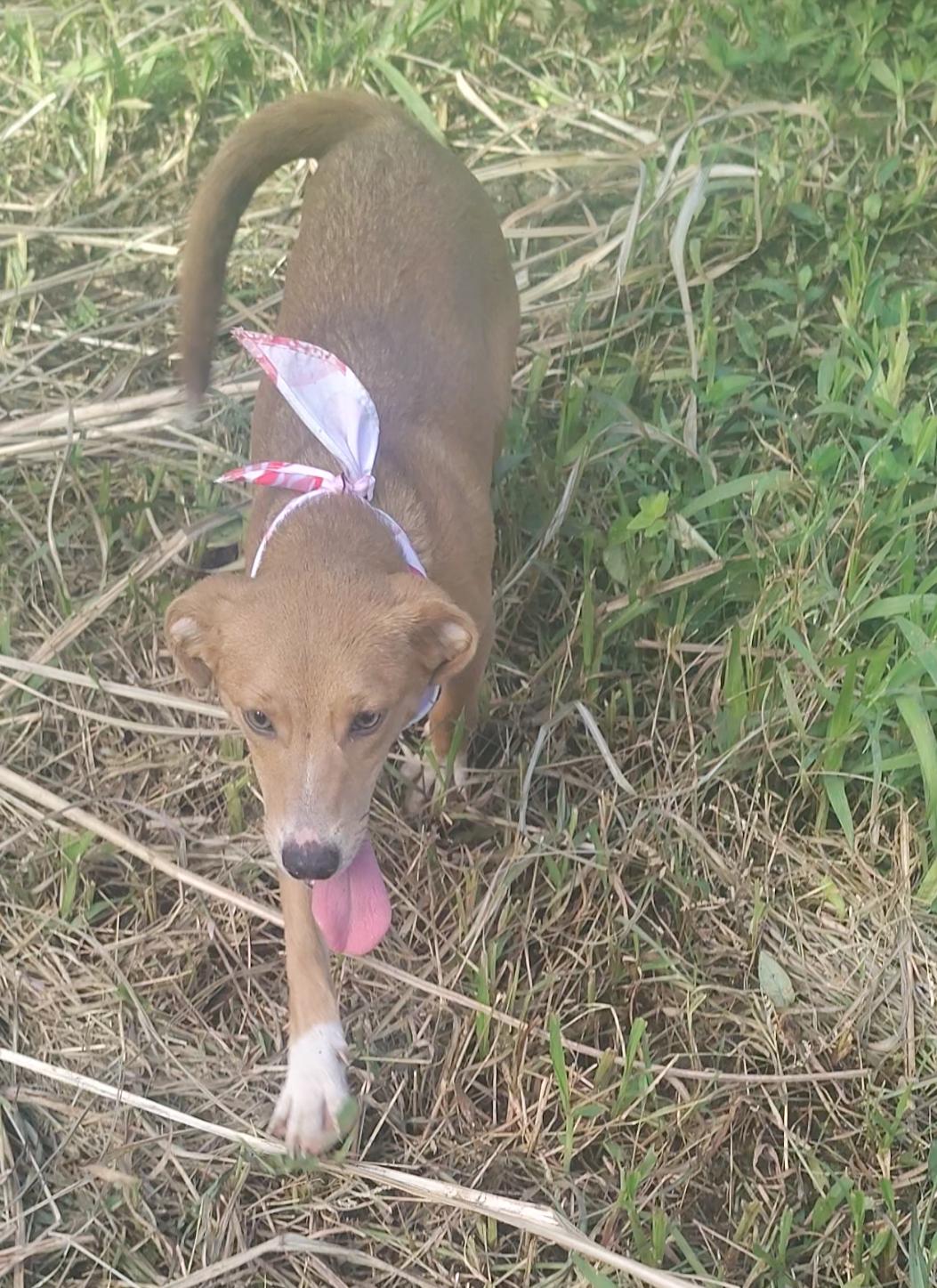 Enlarge Stella, a Adoptable mixed breed in Albion, NY image 2/4