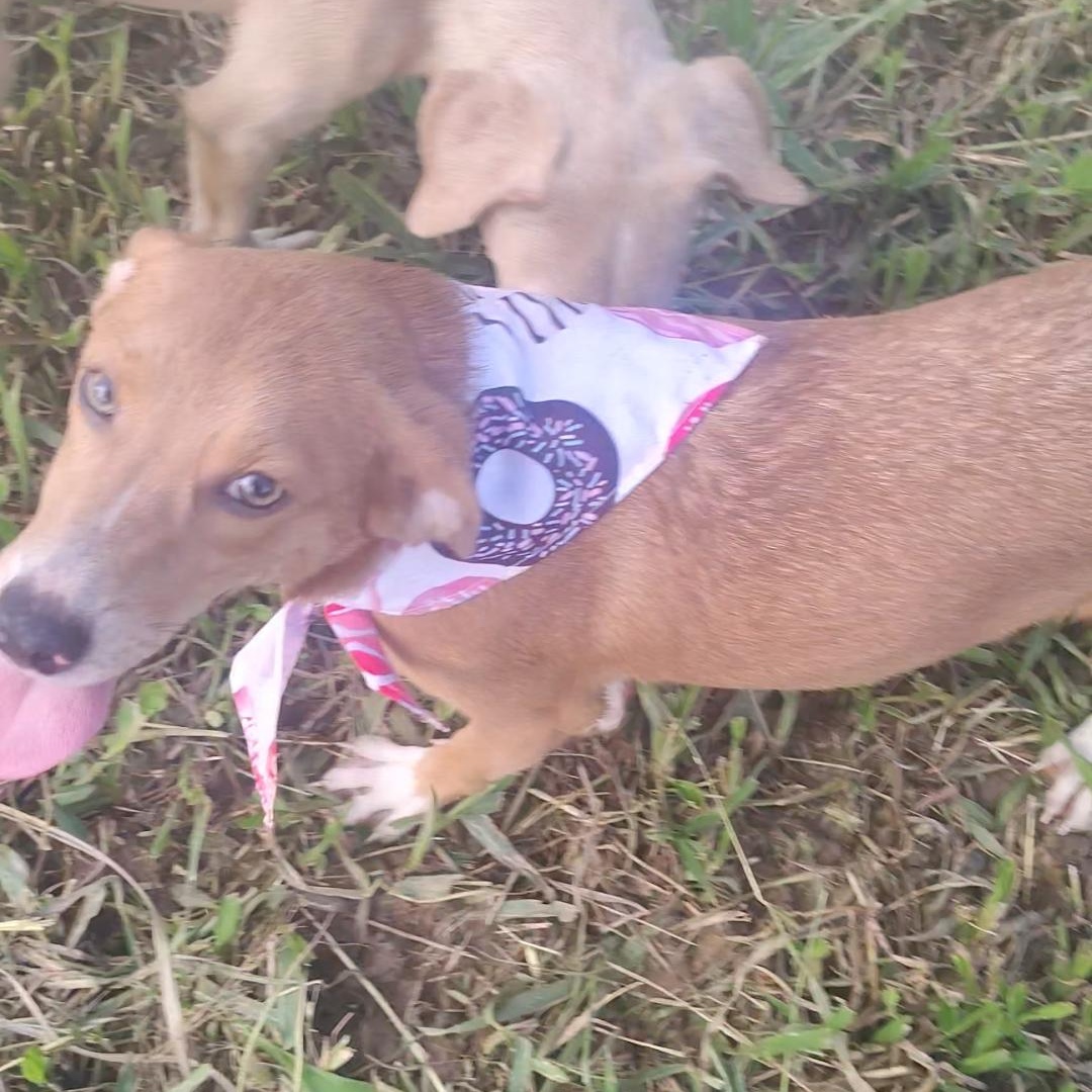 Enlarge Stella, a Adoptable mixed breed in Albion, NY image 3/4