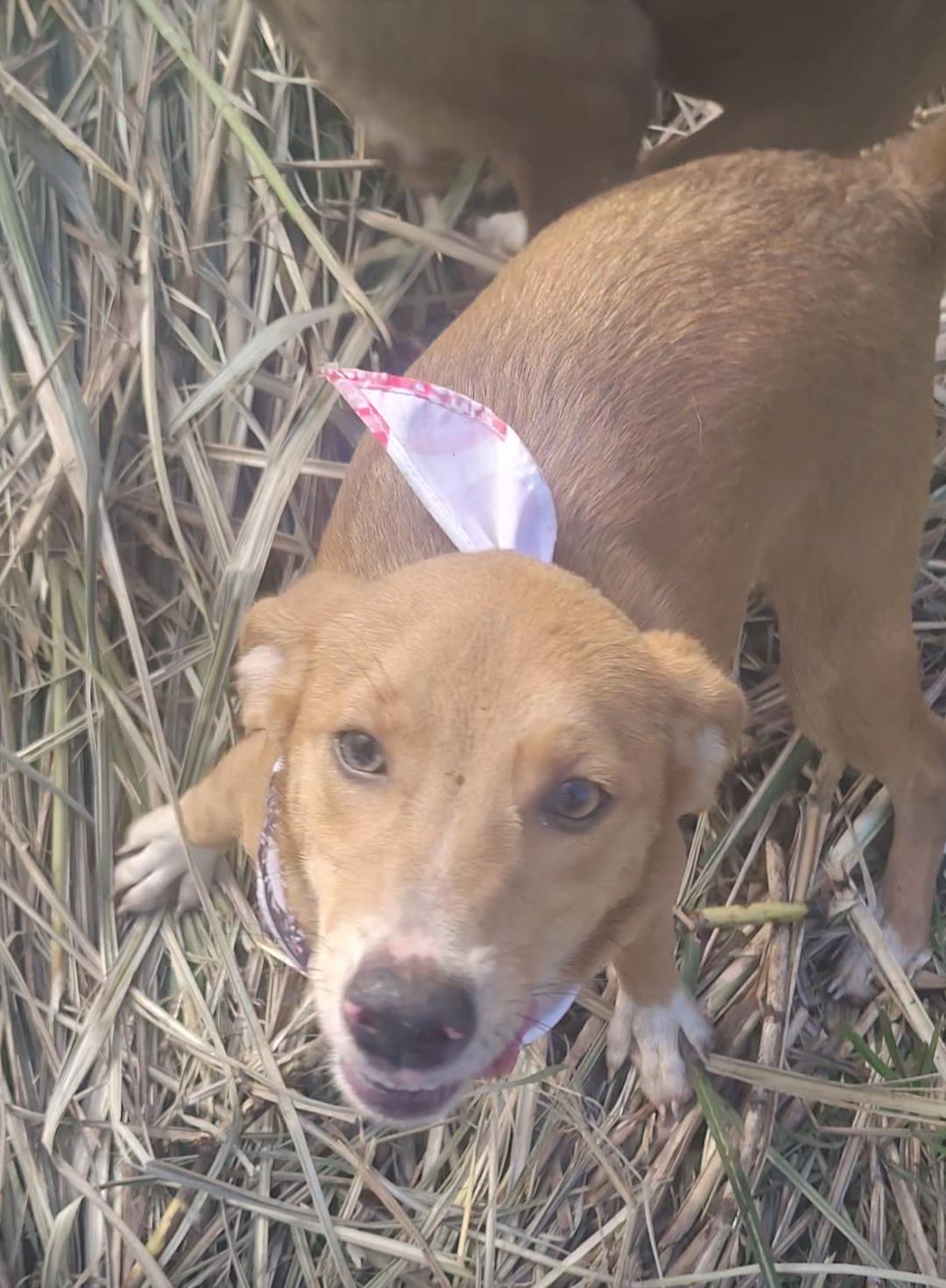 Enlarge Stella, a Adoptable mixed breed in Albion, NY image 4/4