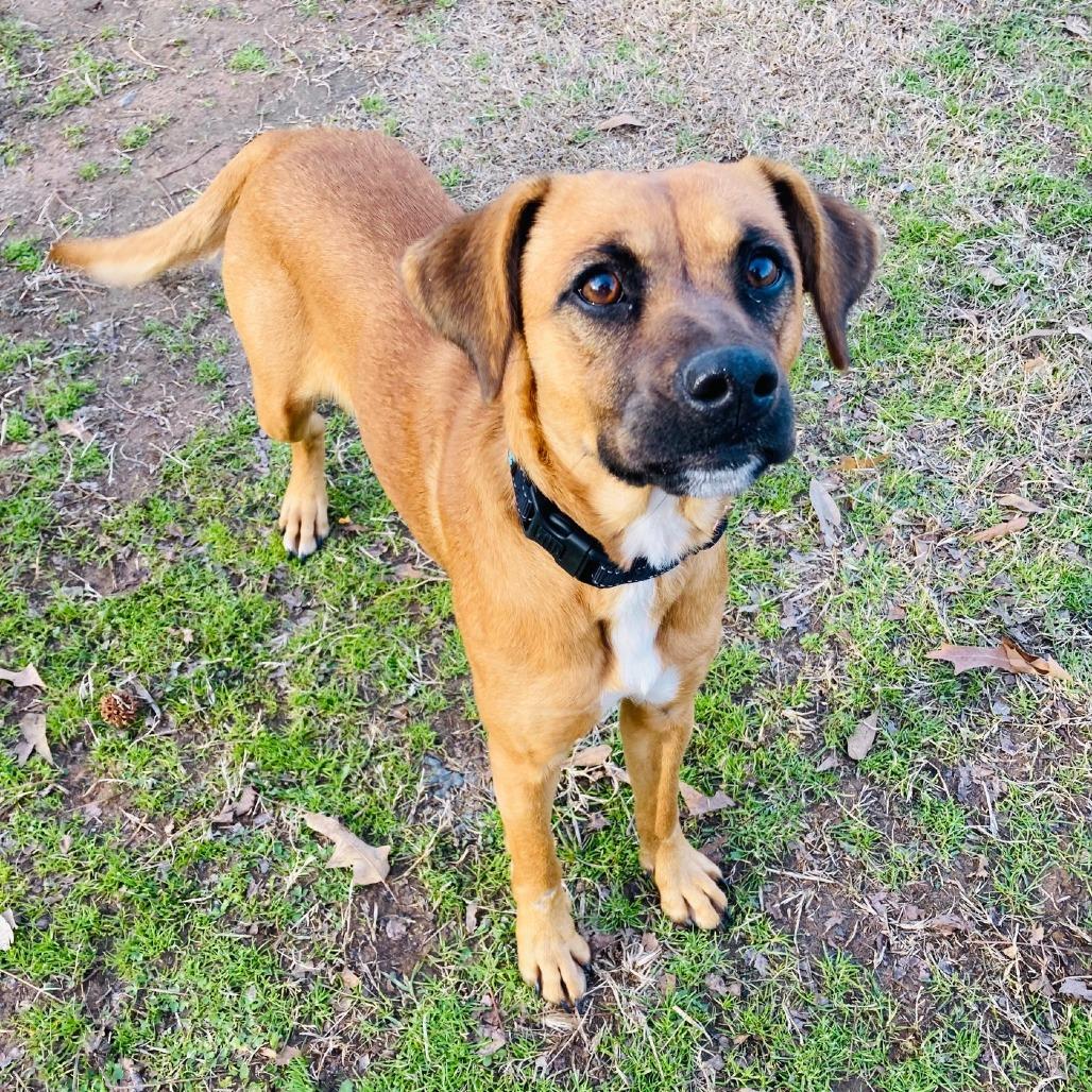 Enlarge Mabel, a Adoptable mixed breed in Cabot, AR image 1/4