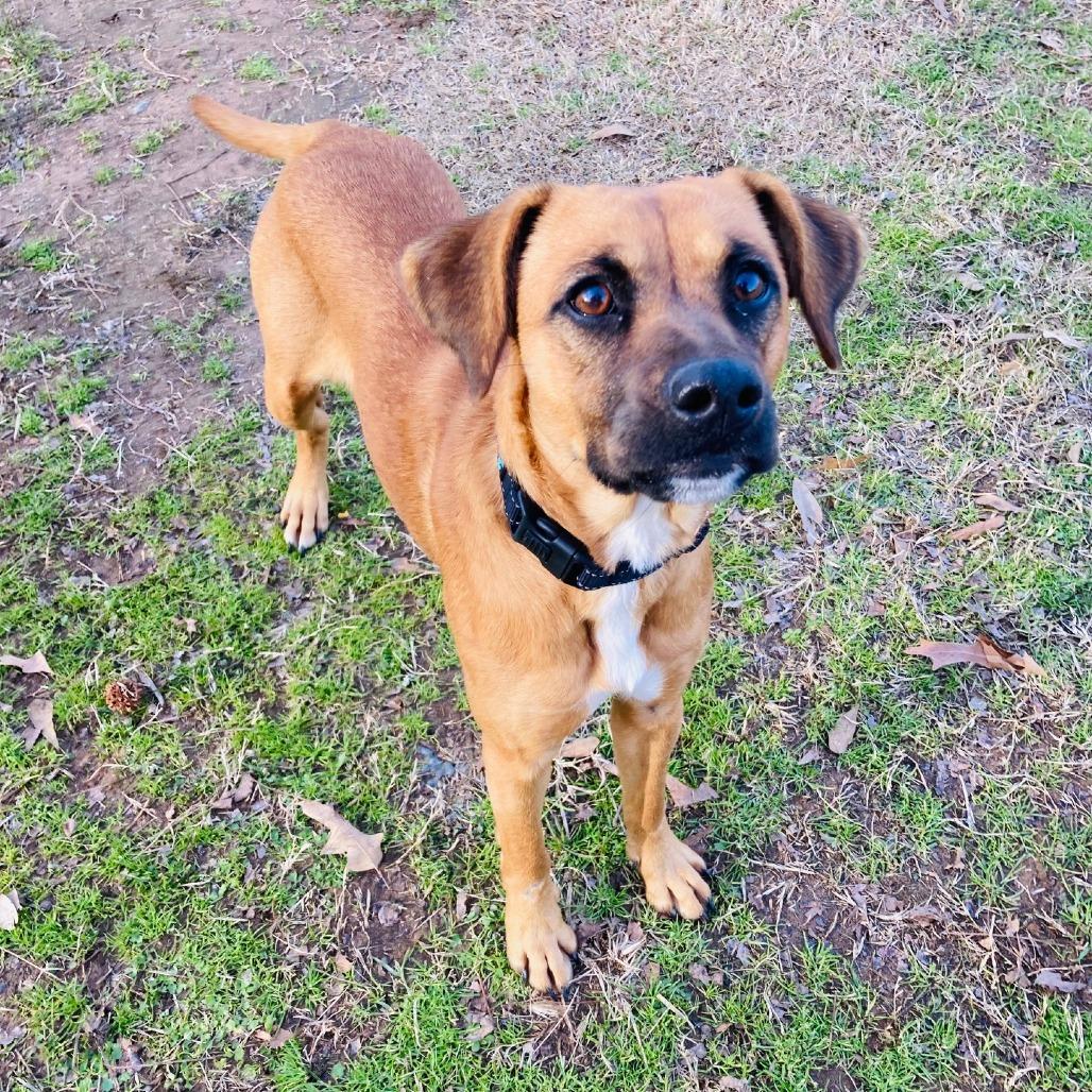 Enlarge Mabel, a Adoptable mixed breed in Cabot, AR image 2/4
