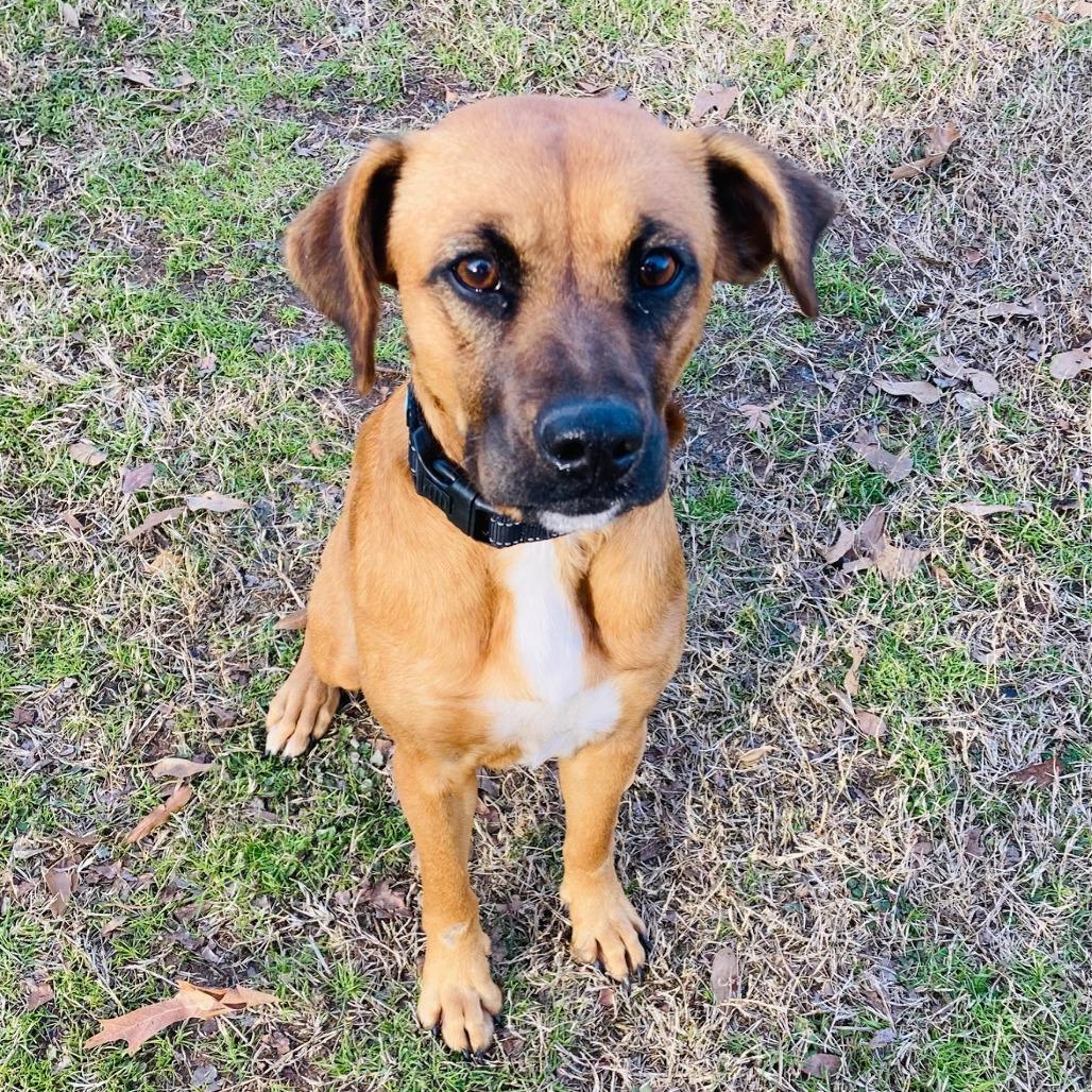 Enlarge Mabel, a Adoptable mixed breed in Cabot, AR image 3/4