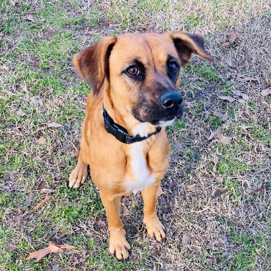 Enlarge Mabel, a Adoptable mixed breed in Cabot, AR image 4/4
