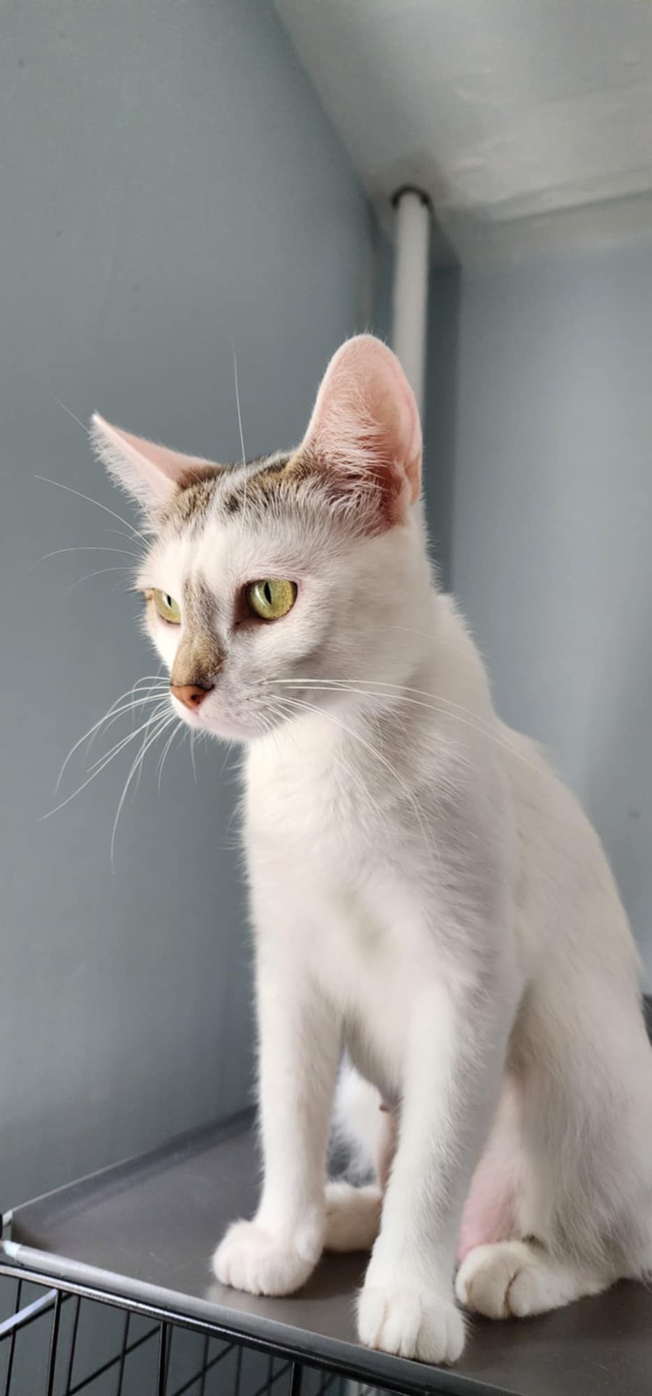 Enlarge Hopper, a Adoptable Domestic Short Hair in Madison , WI image 1/4