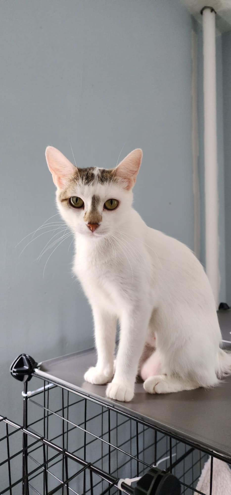 Enlarge Hopper, a Adoptable Domestic Short Hair in Madison , WI image 2/4
