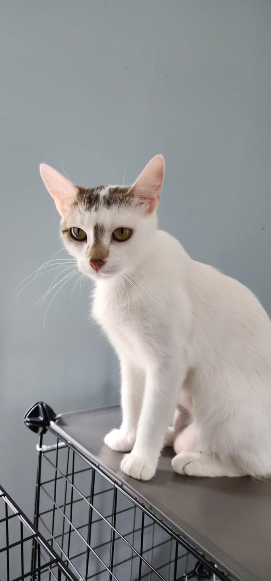 Enlarge Hopper, a Adoptable Domestic Short Hair in Madison , WI image 3/4