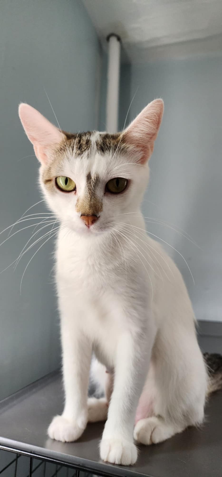 Enlarge Hopper, a Adoptable Domestic Short Hair in Madison , WI image 4/4