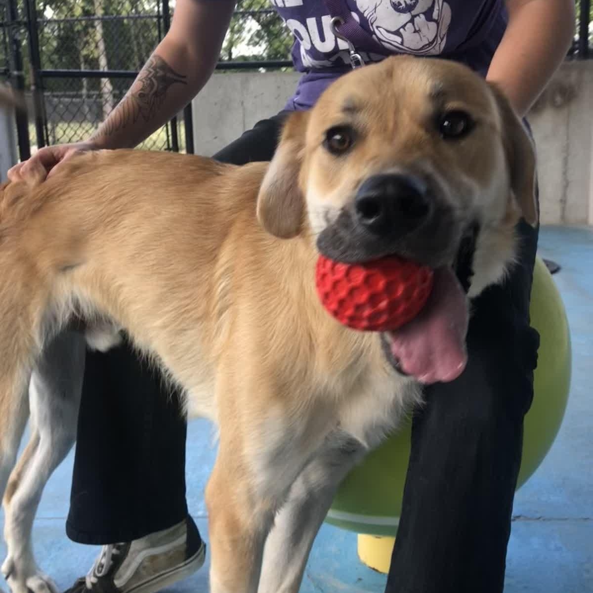 Enlarge Sheldon, a Adoptable mixed breed in Springfield, MO image 1/6