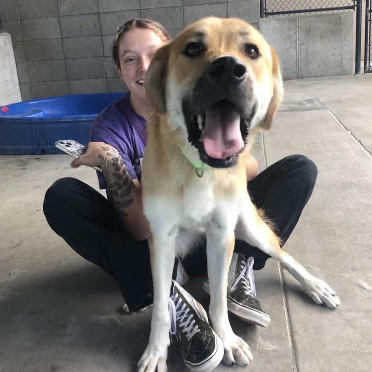 Enlarge Sheldon, a Adoptable mixed breed in Springfield, MO image 3/6