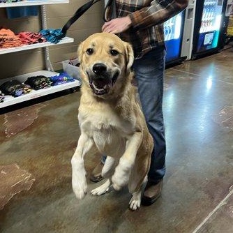 Sheldon, Young Male Great Pyrenees