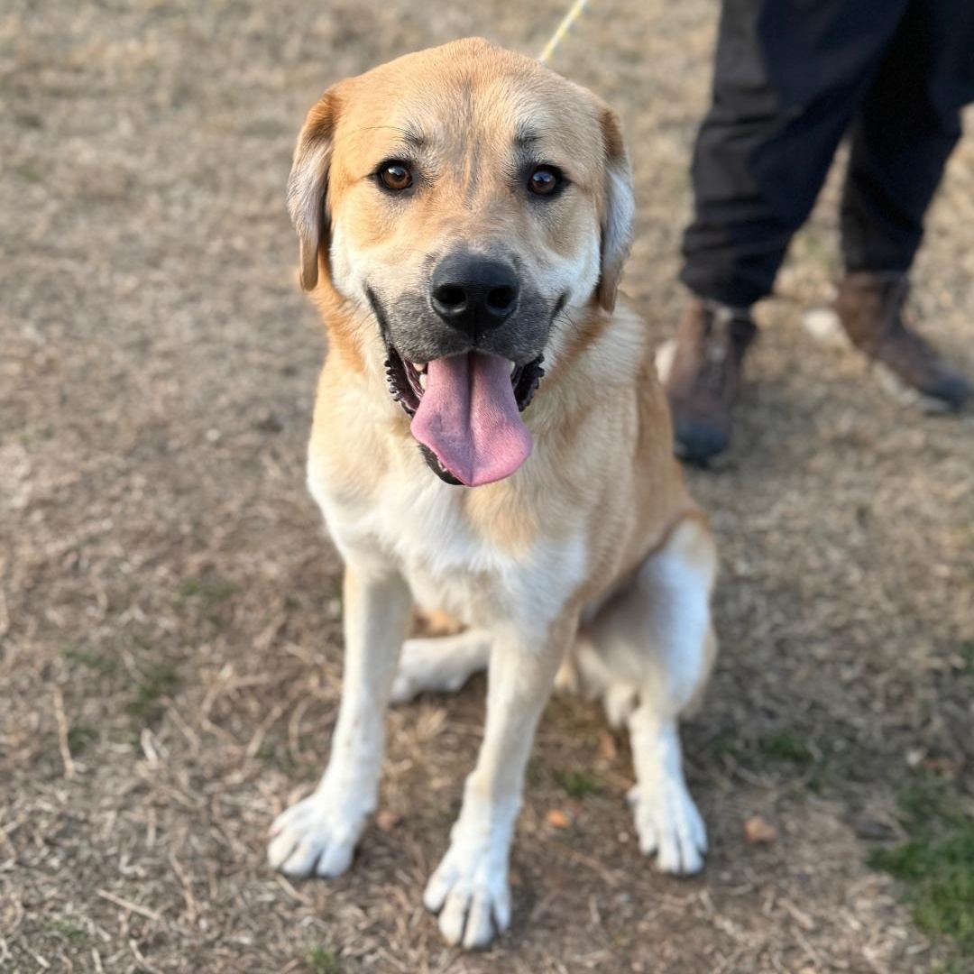Enlarge Sheldon, a Adoptable mixed breed in Springfield, MO image 1/6