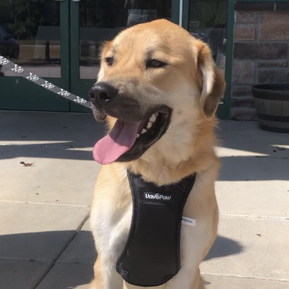 Sheldon, Adoptable, Young Male Great Pyrenees.