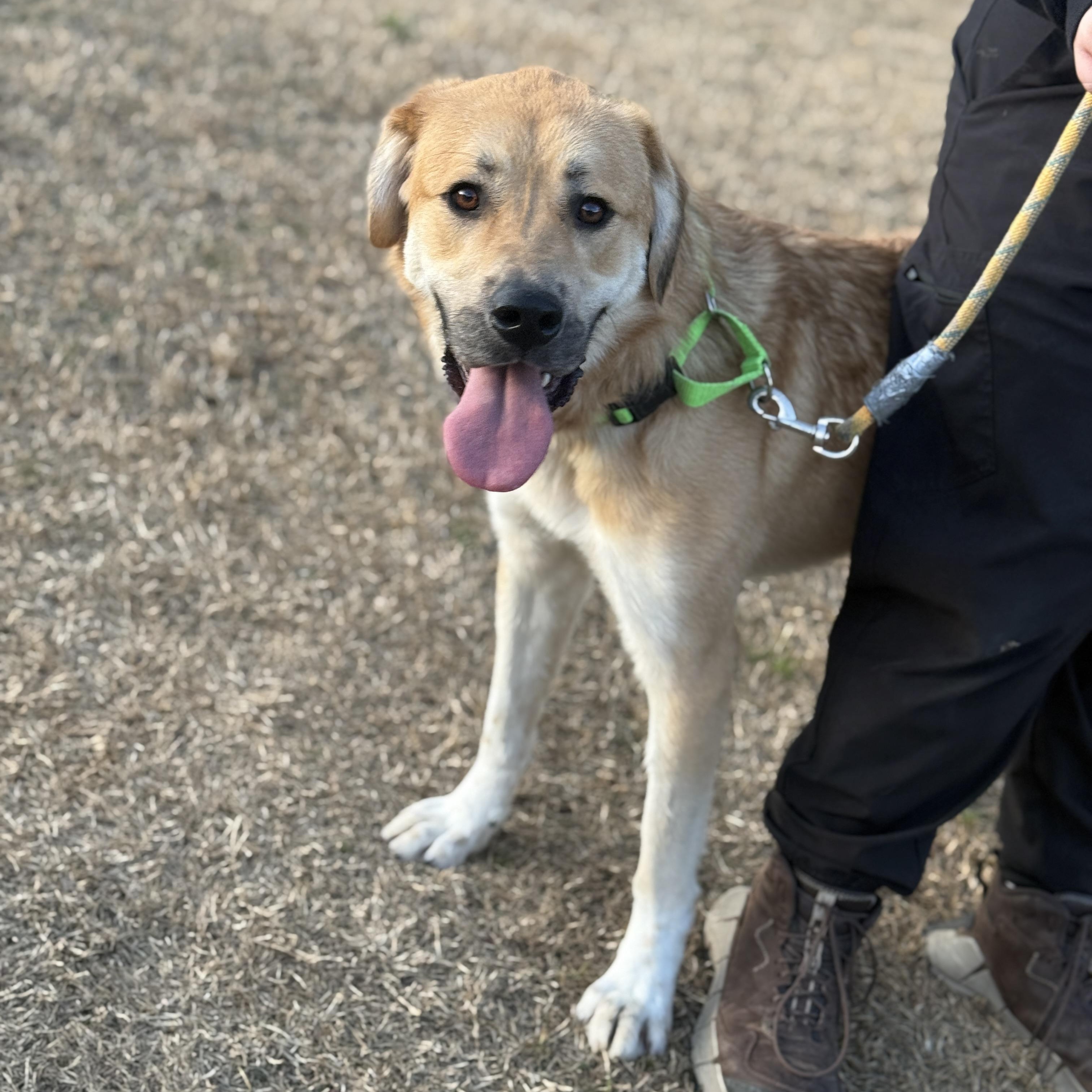 Enlarge Sheldon, a Adoptable mixed breed in Springfield, MO image 5/6