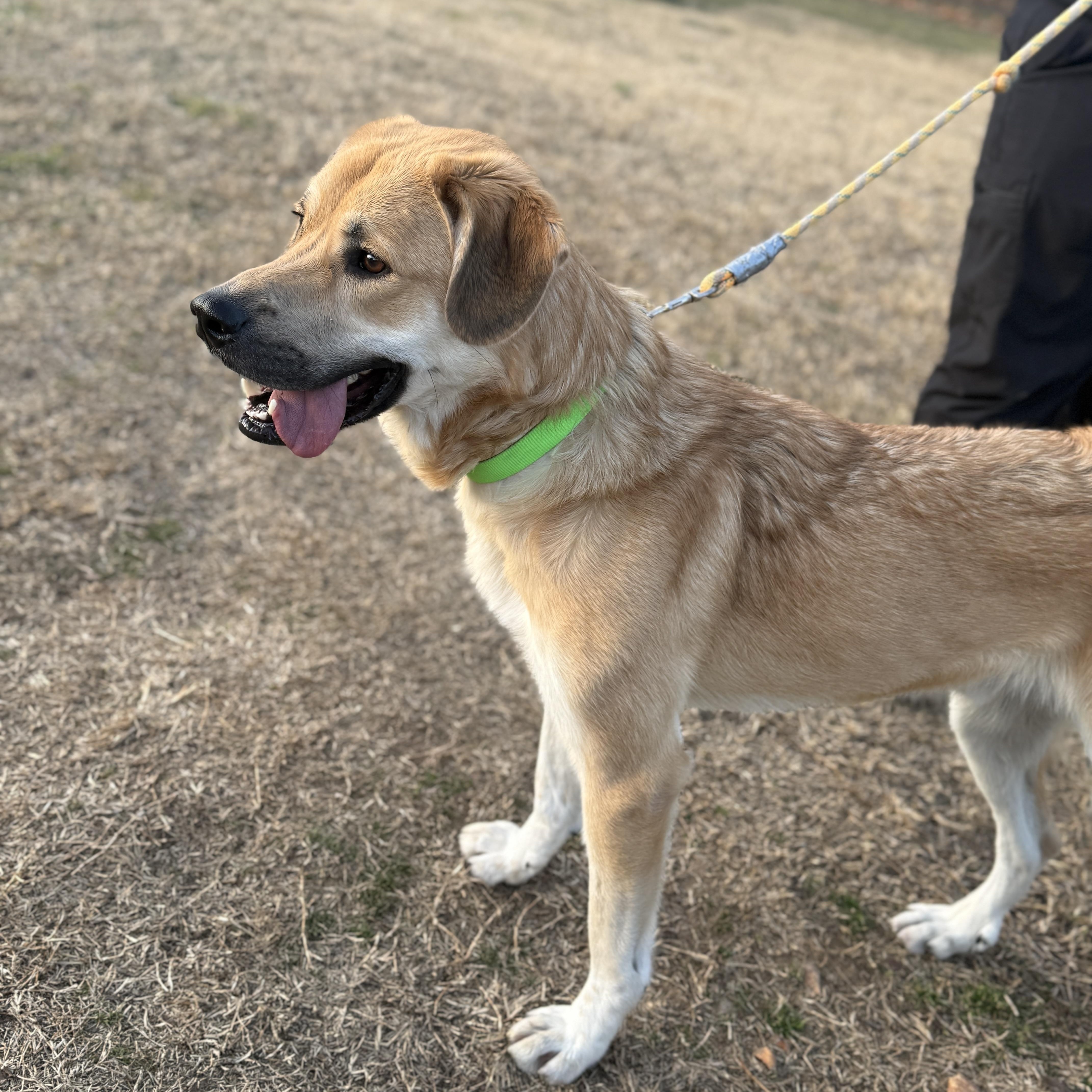 Enlarge Sheldon, a Adoptable mixed breed in Springfield, MO image 2/6