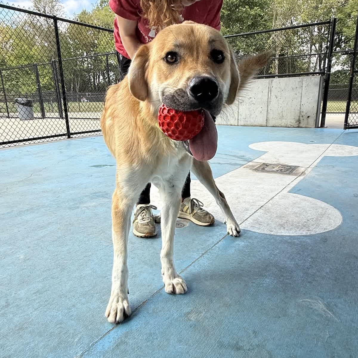 Enlarge Sheldon, a Adoptable mixed breed in Springfield, MO image 4/6