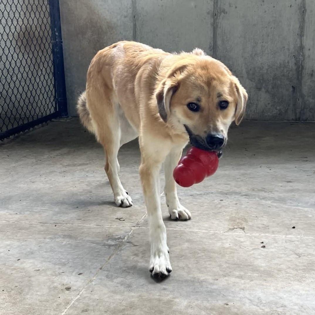Enlarge Sheldon, a Adoptable mixed breed in Springfield, MO image 6/6