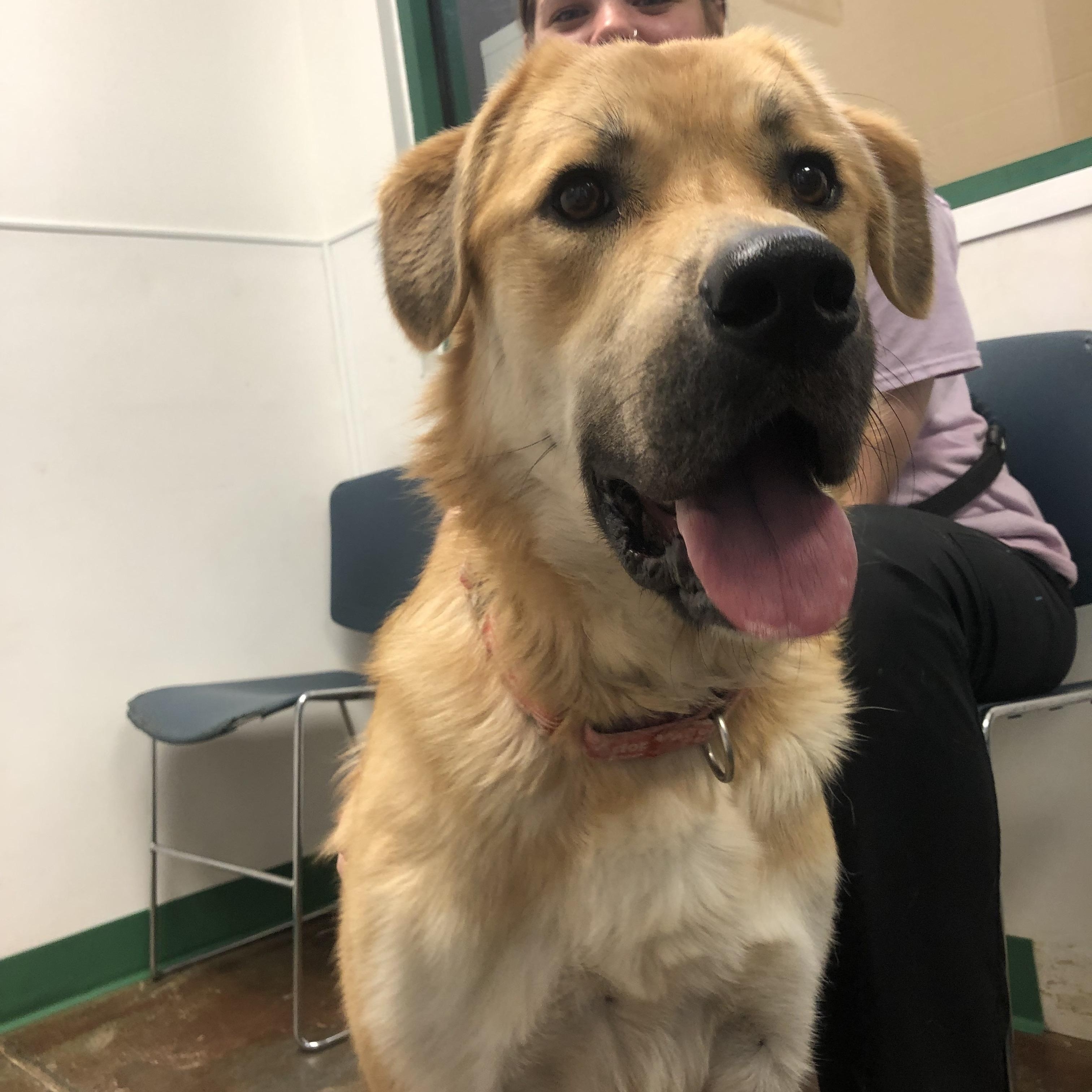 Enlarge Sheldon, a Adoptable mixed breed in Springfield, MO image 5/6