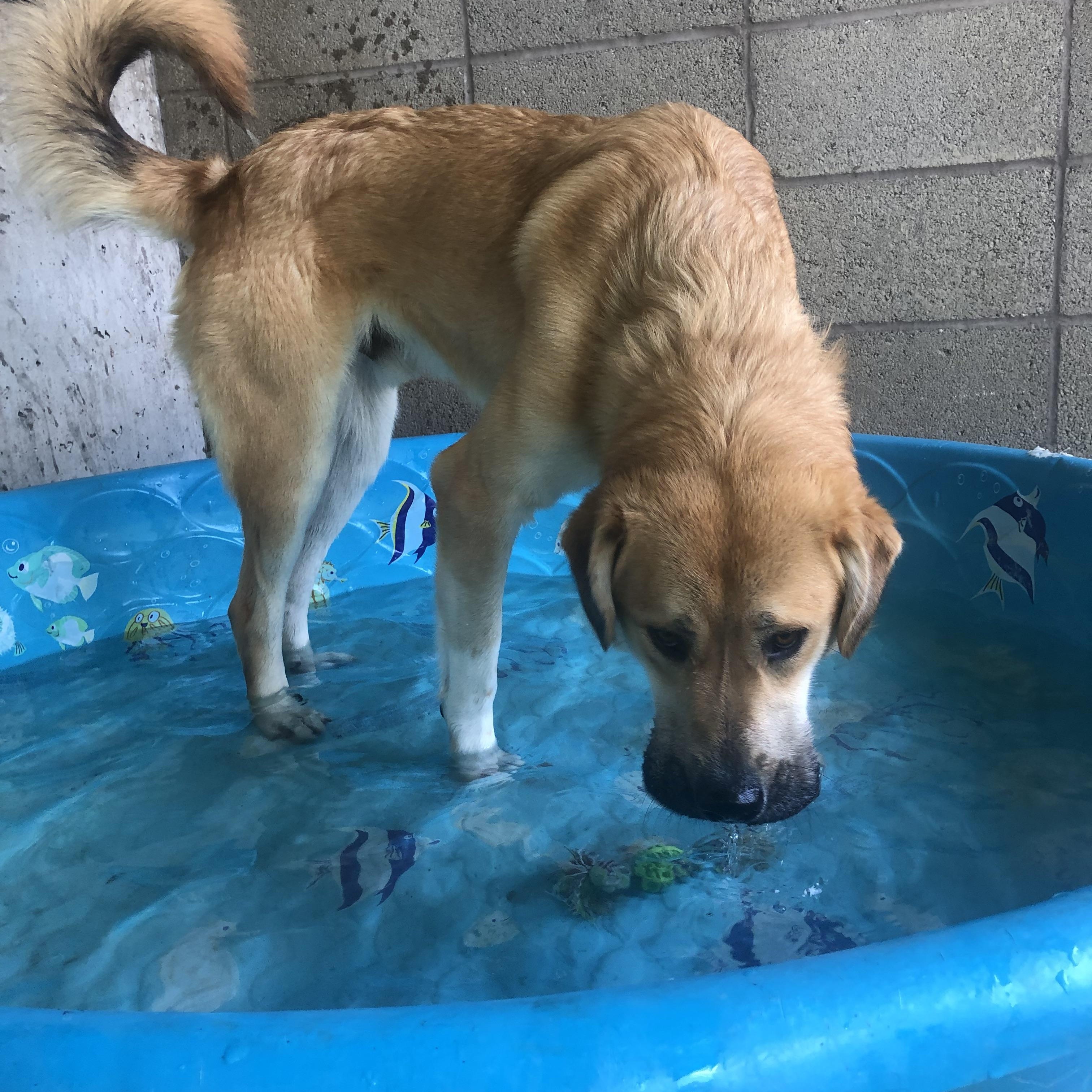 Enlarge Sheldon, a Adoptable mixed breed in Springfield, MO image 6/6
