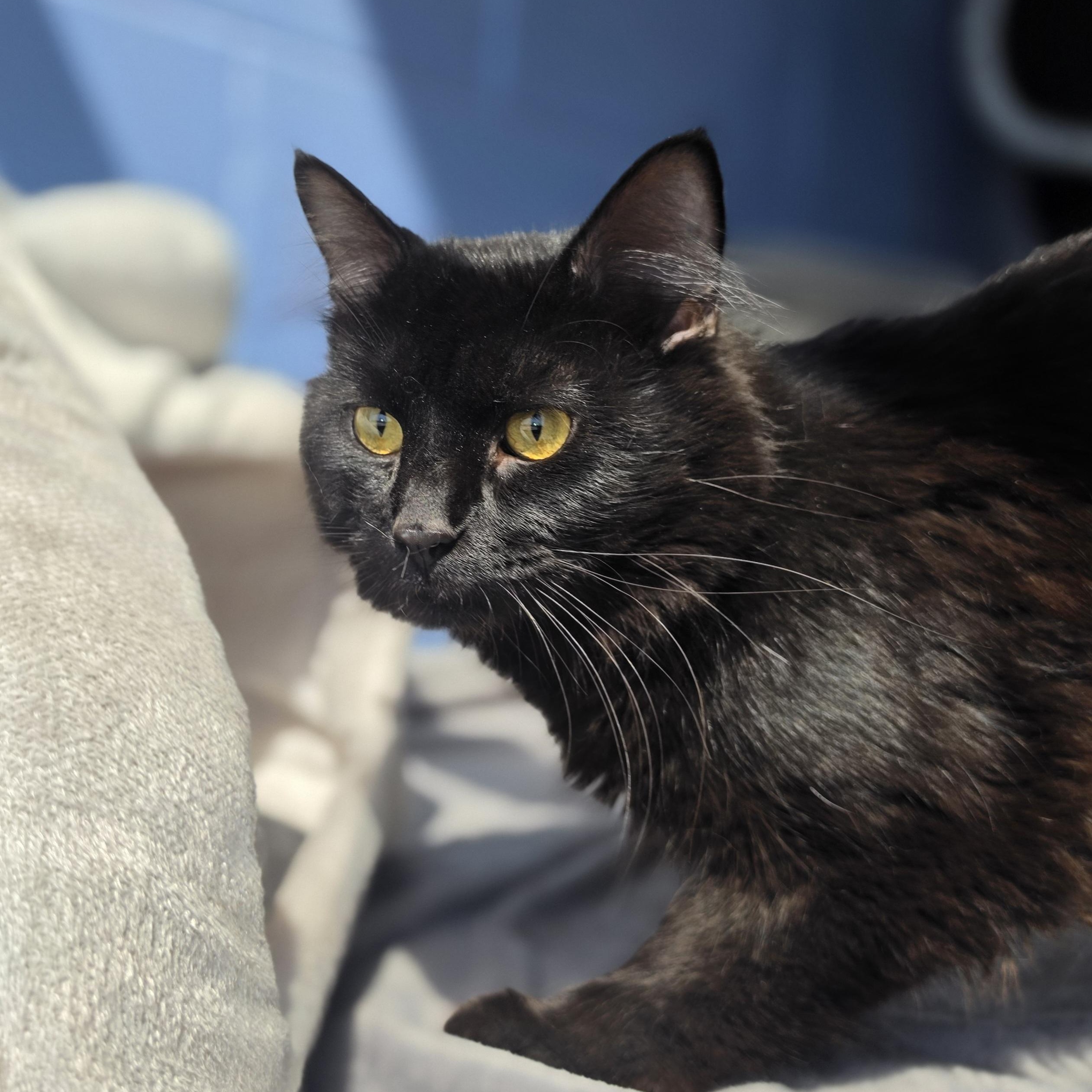 Enlarge K'nuckles, a ADOPTABLE Domestic Medium Hair in Lowell, AR image 3/5