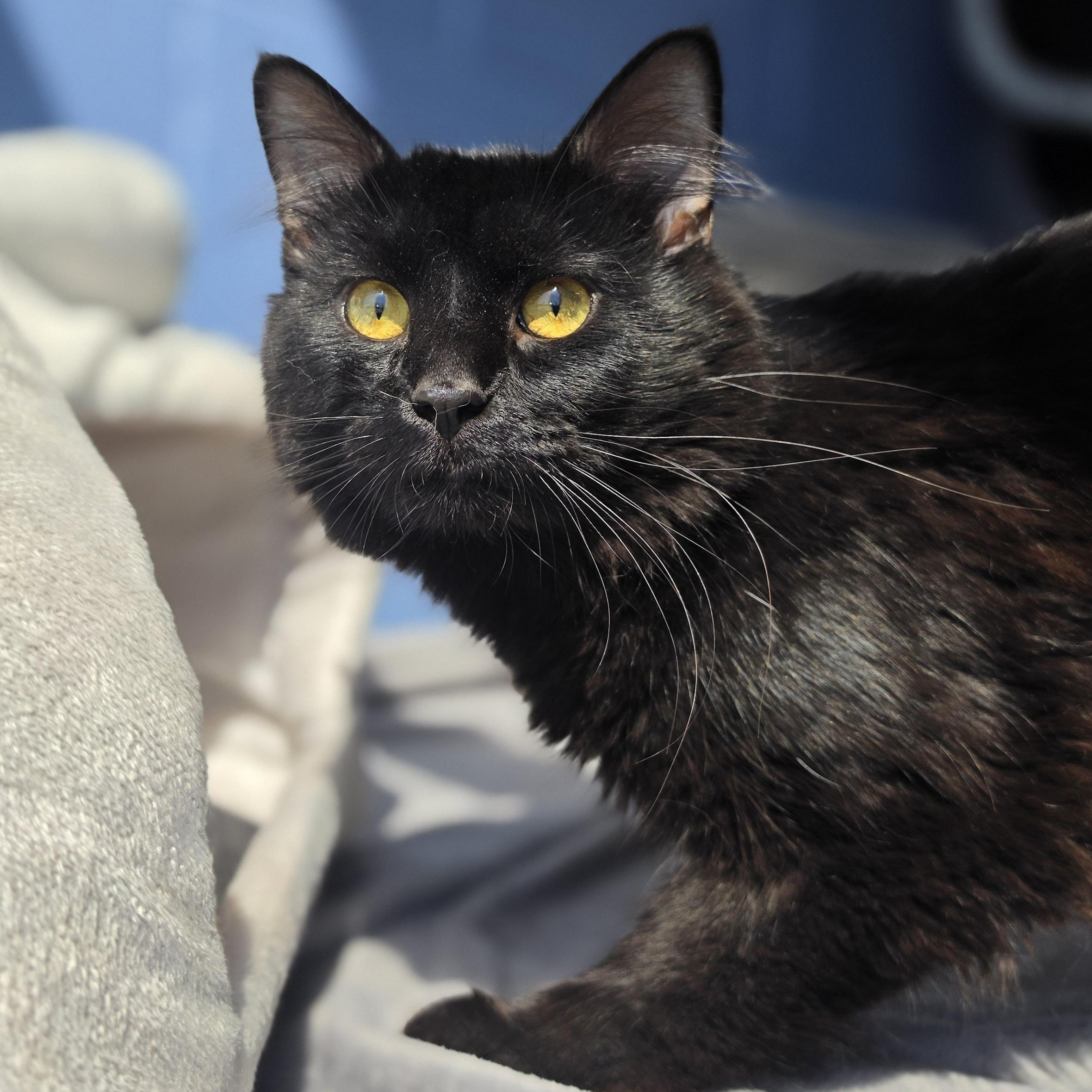 Enlarge K'nuckles, a ADOPTABLE Domestic Medium Hair in Lowell, AR image 5/5