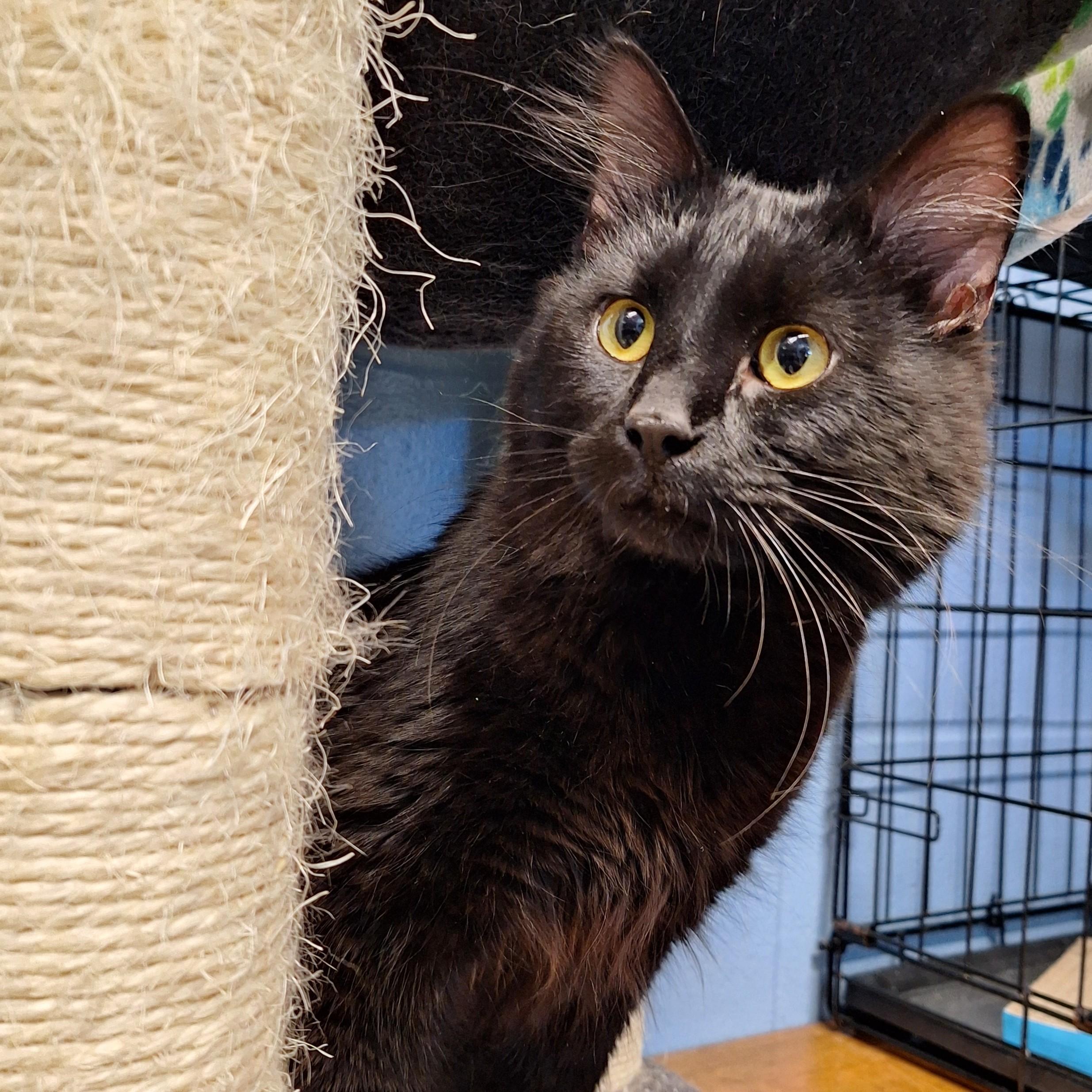 K'nuckles, ADOPTABLE, Kitten Male Domestic Medium Hair.