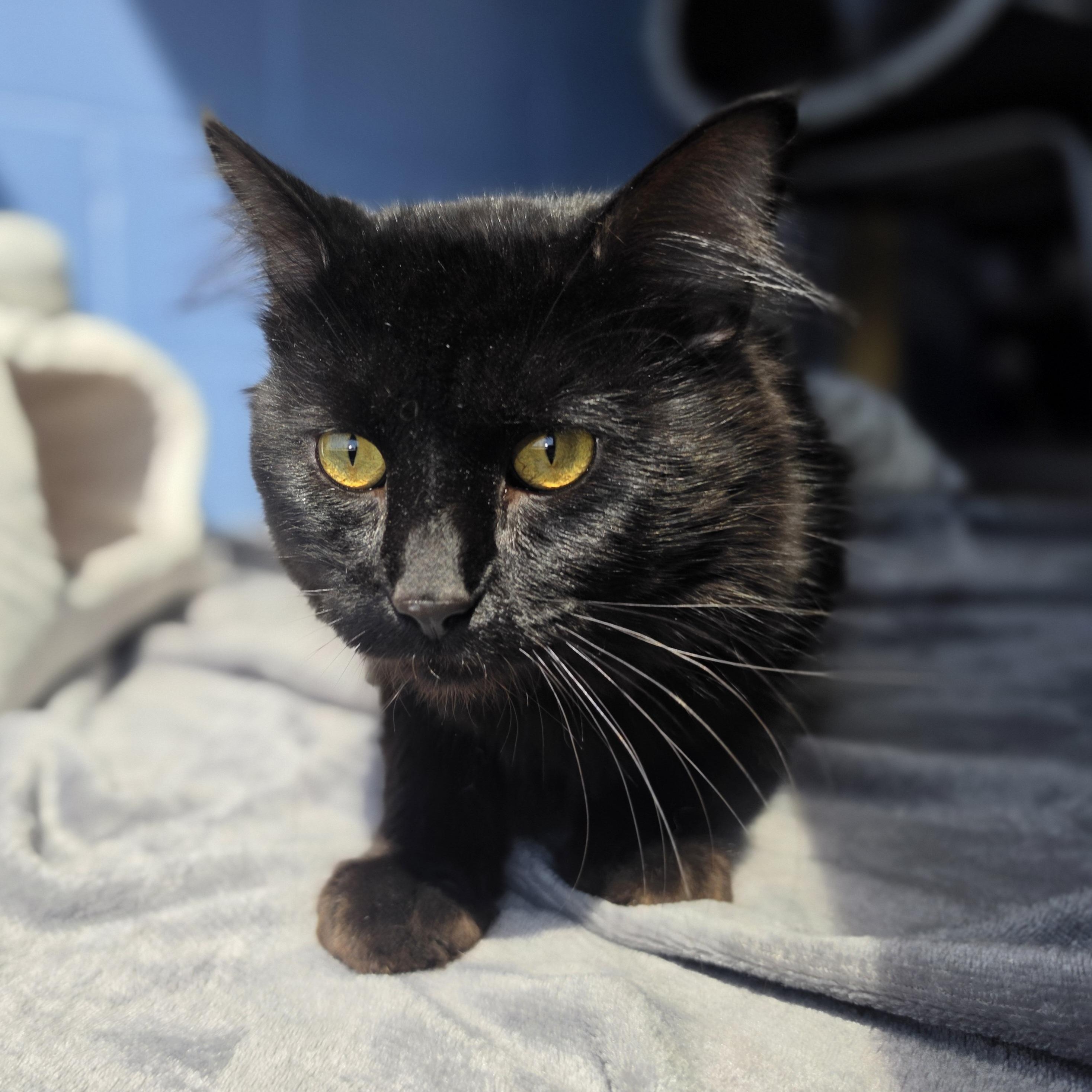 Enlarge K'nuckles, a ADOPTABLE Domestic Medium Hair in Lowell, AR image 2/5