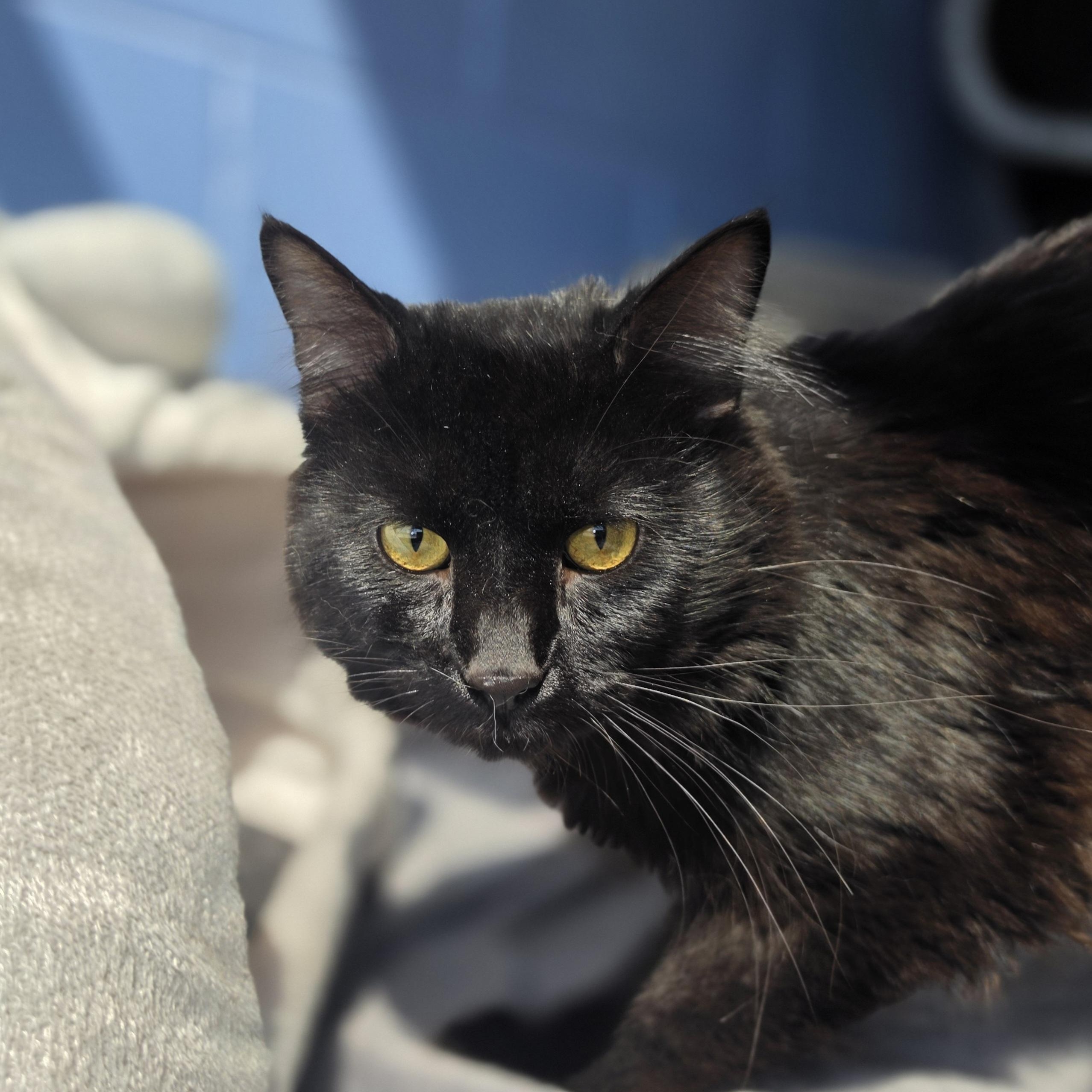 Enlarge K'nuckles, a ADOPTABLE Domestic Medium Hair in Lowell, AR image 4/5