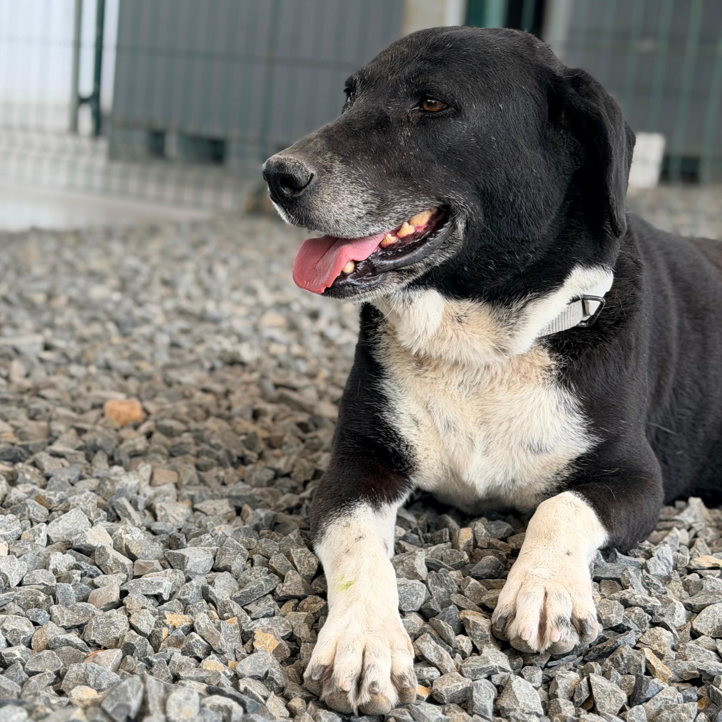 Enlarge Rocko, a Adoptable mixed breed in Manvel, TX image 3/4