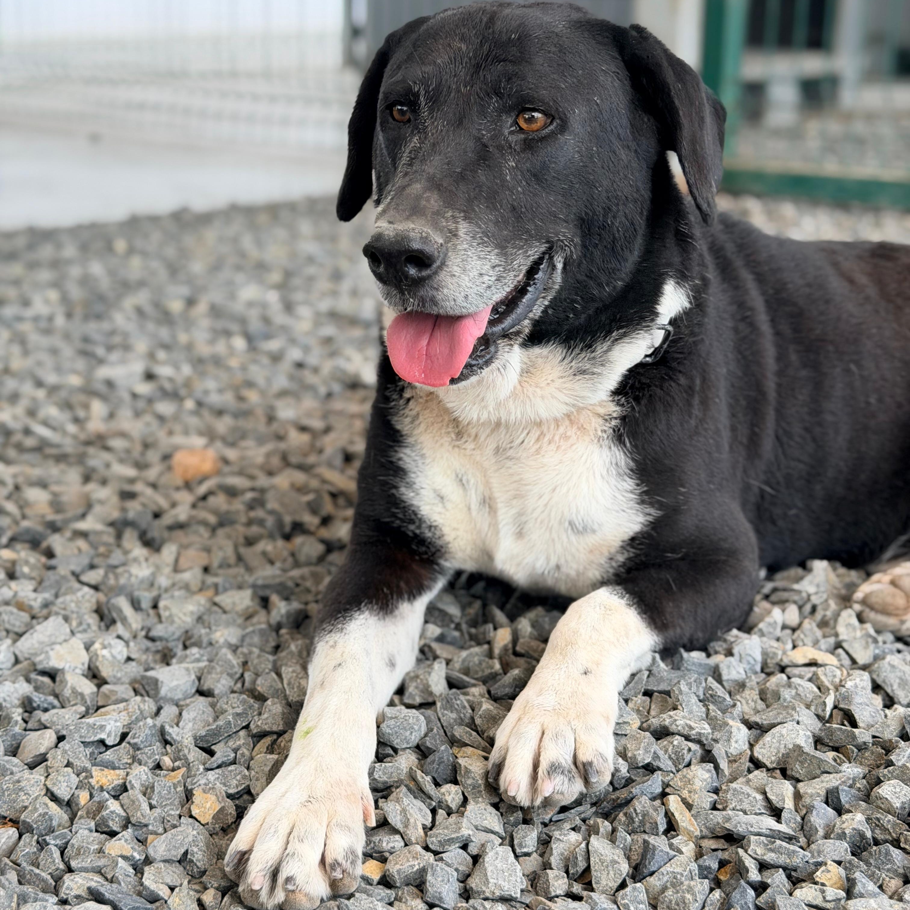 Enlarge Rocko, a Adoptable mixed breed in Manvel, TX image 1/4