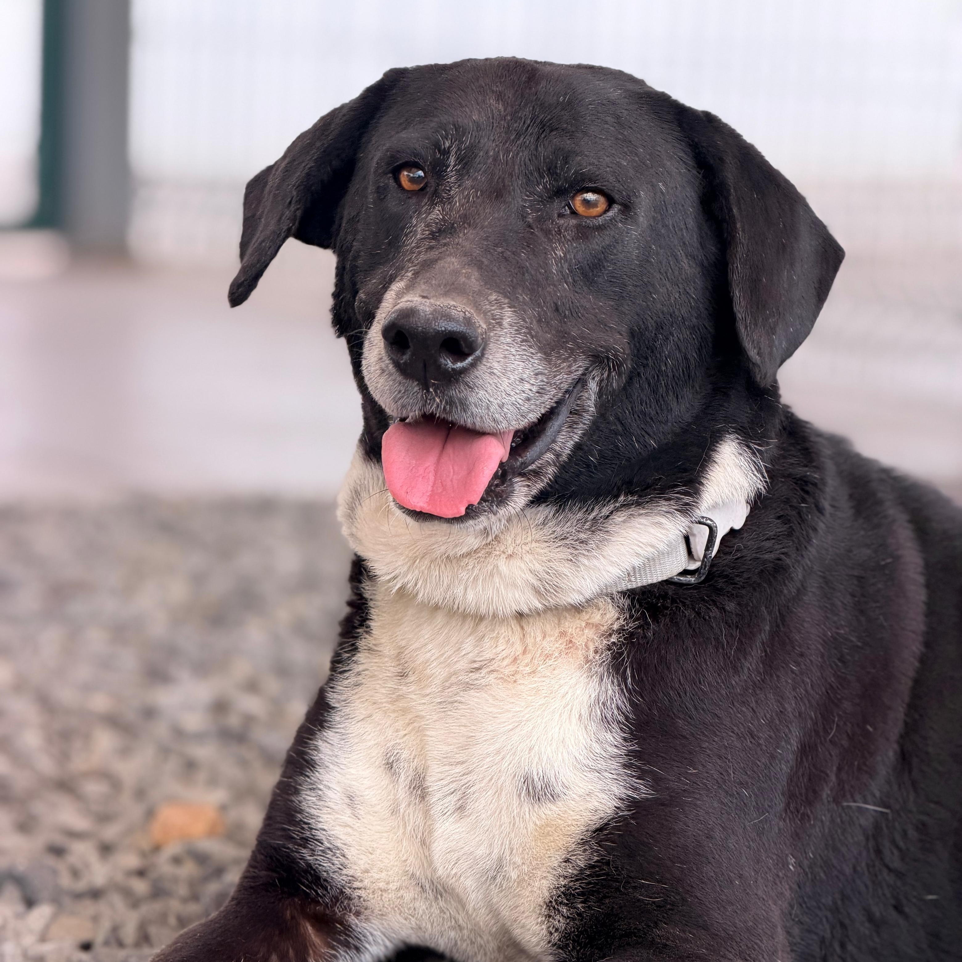 Enlarge Rocko, a Adoptable mixed breed in Manvel, TX image 2/4