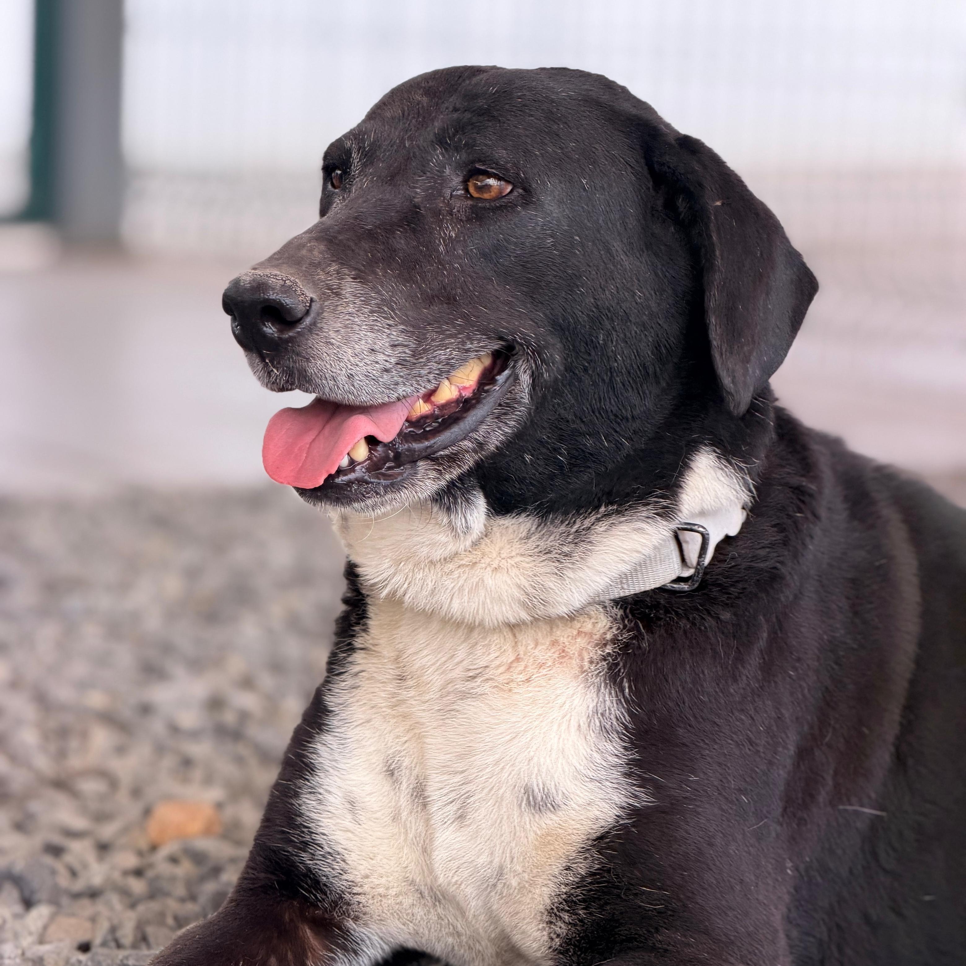 Enlarge Rocko, a Adoptable mixed breed in Manvel, TX image 4/4