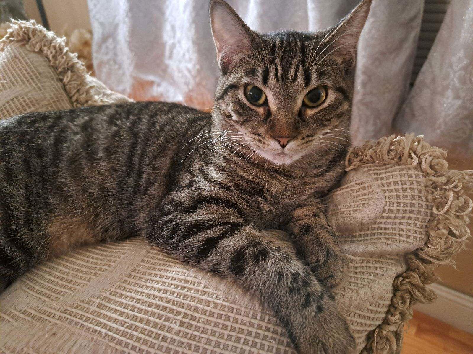 Vita, a Adoptable Domestic Short Hair in Fort Myers, FL image 1/3