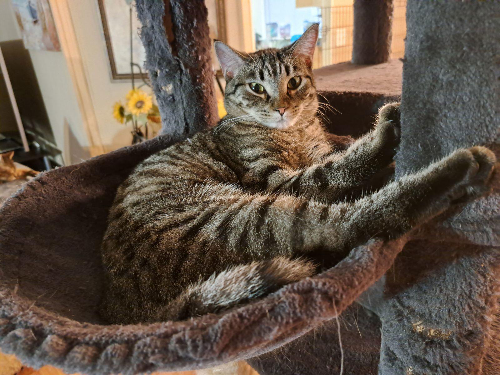 Vita, a Adoptable Domestic Short Hair in Fort Myers, FL image 2/3