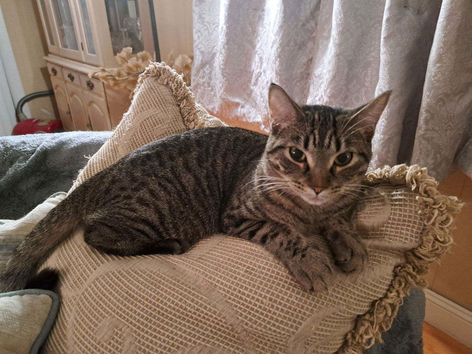 Vita, a Adoptable Domestic Short Hair in Fort Myers, FL image 3/3