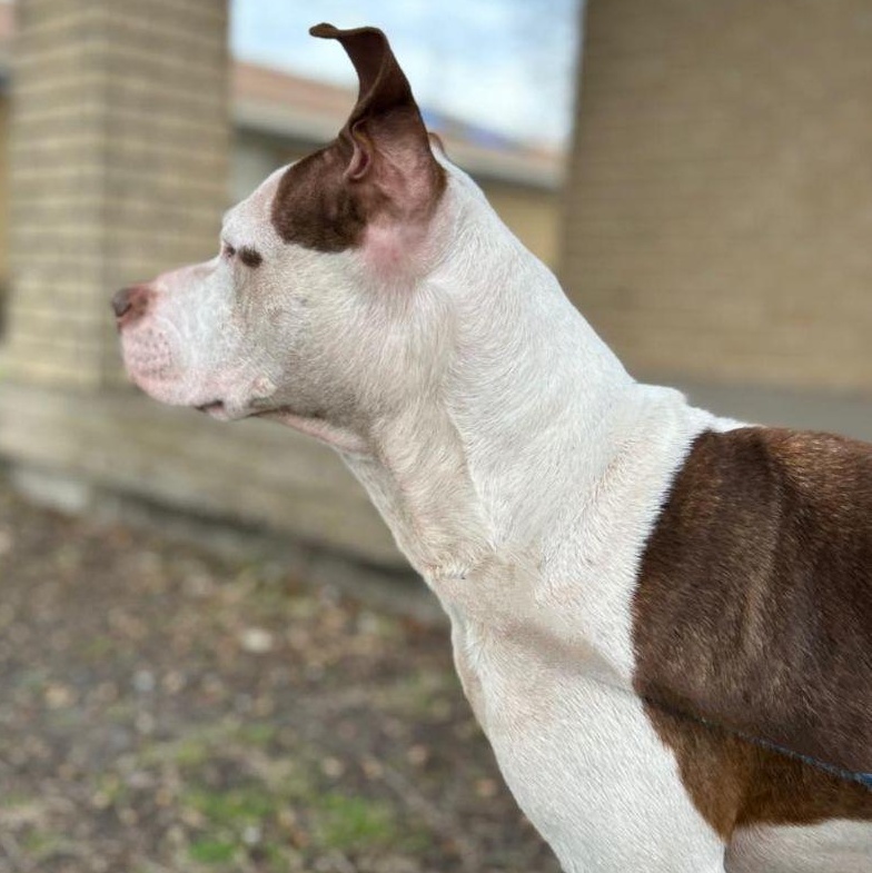 Isabella — thumbnail 3