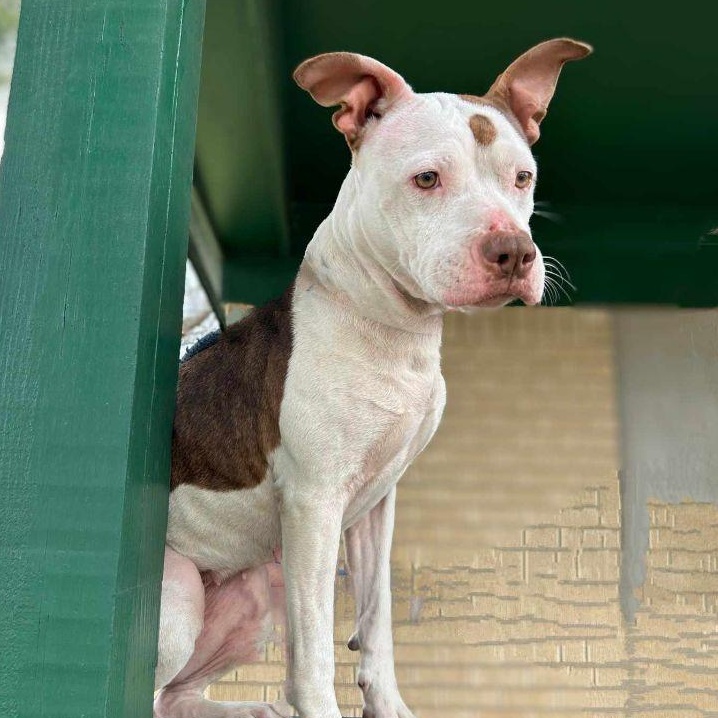 Isabella — thumbnail 4