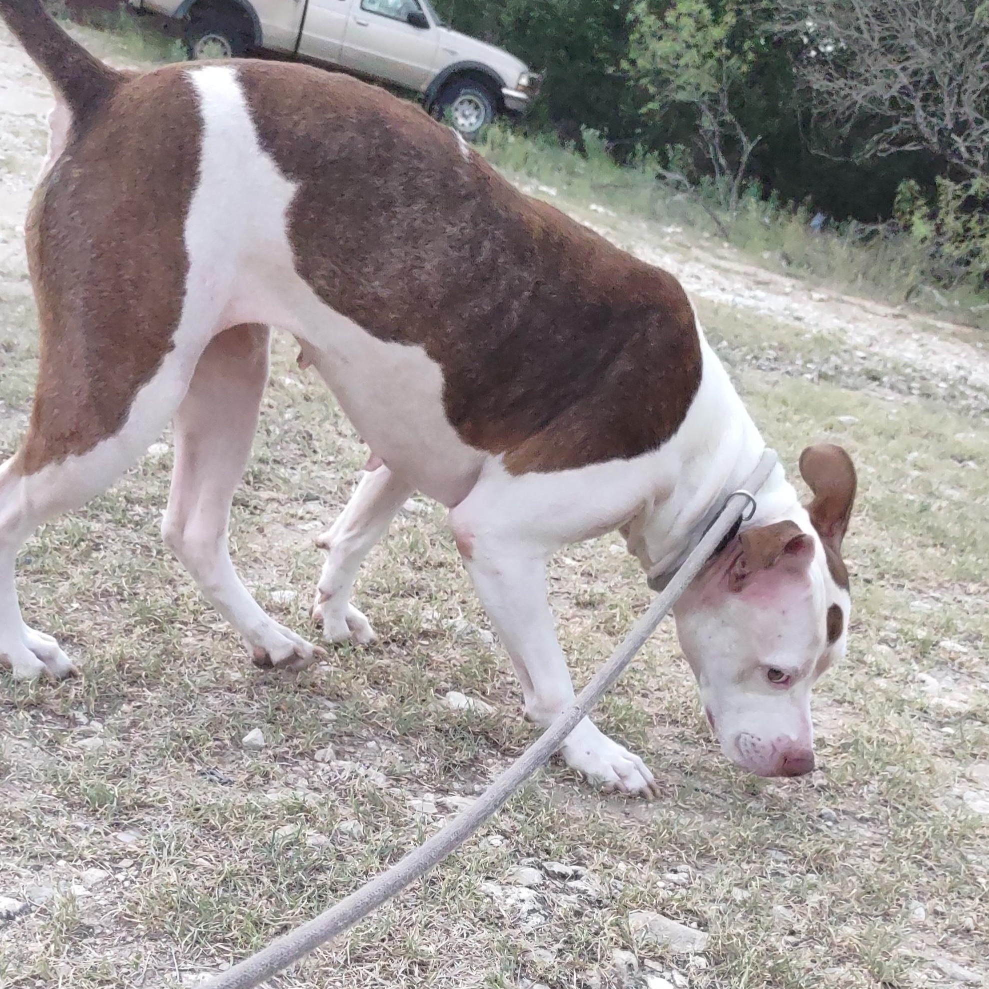 Isabella — thumbnail 5