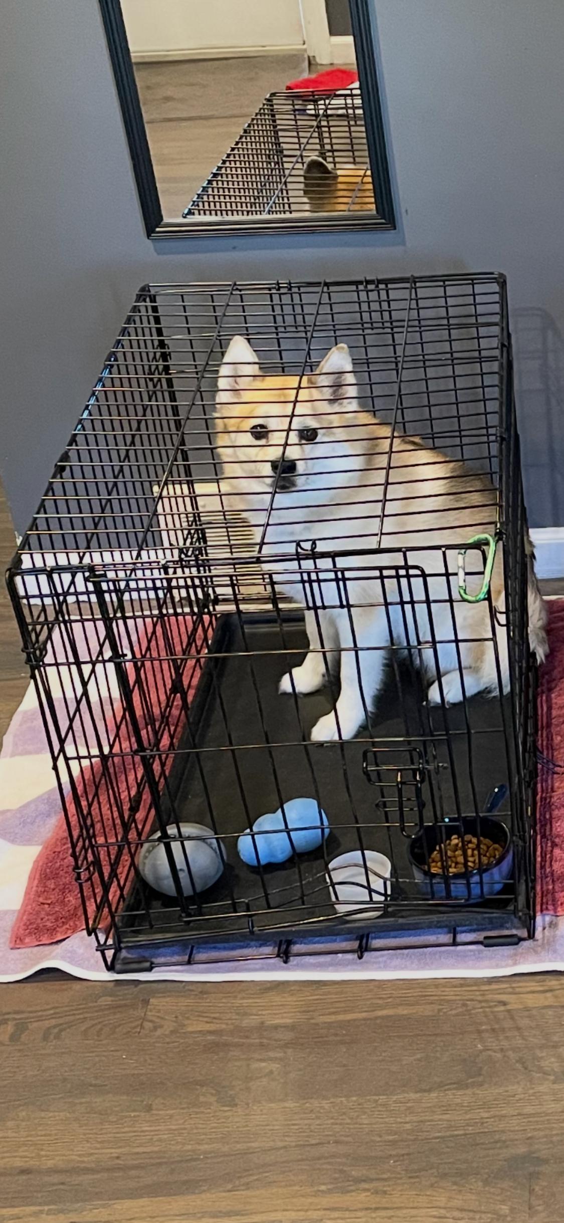 Enlarge Flurry, a Adoptable Pomsky in Armada, MI image 4/5