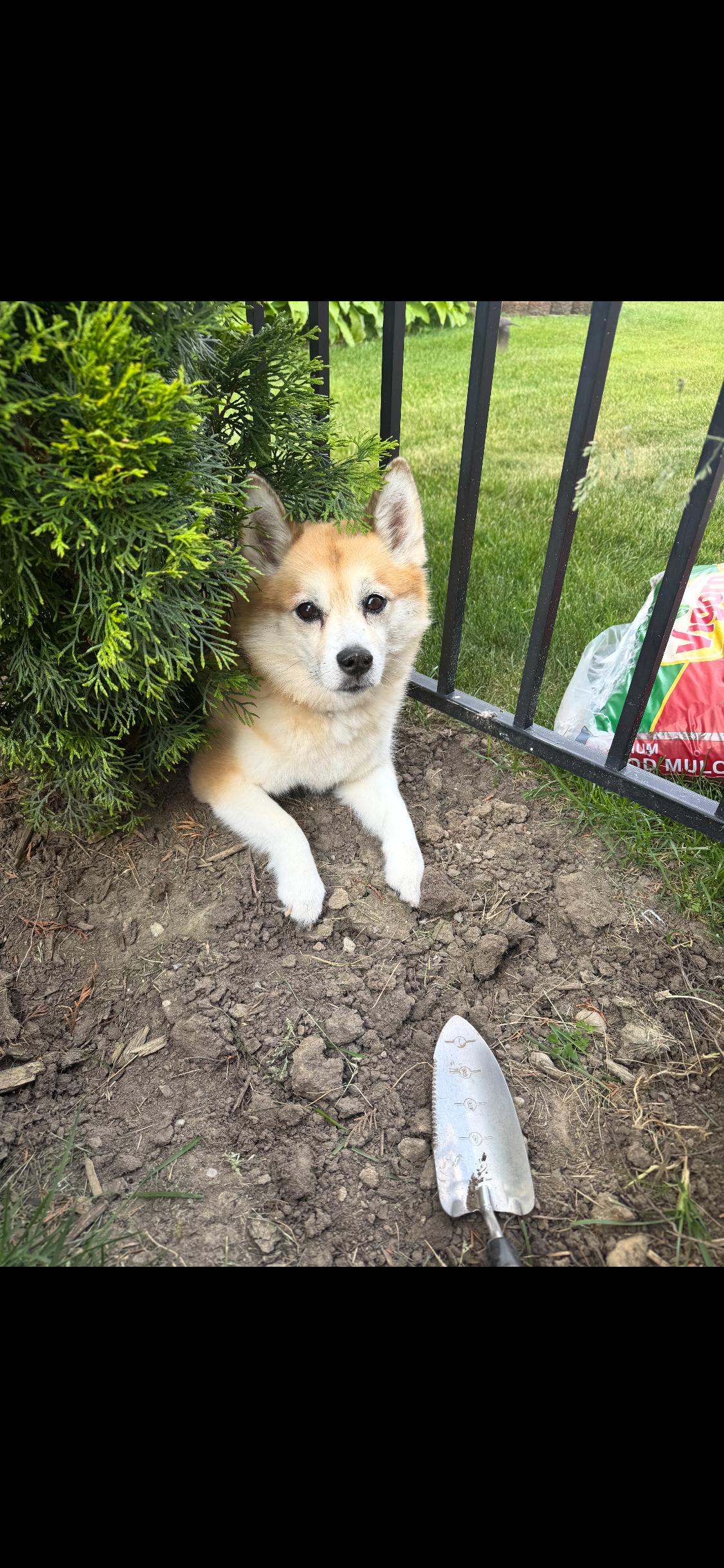 Enlarge Flurry, a Adoptable Pomsky in Armada, MI image 2/5