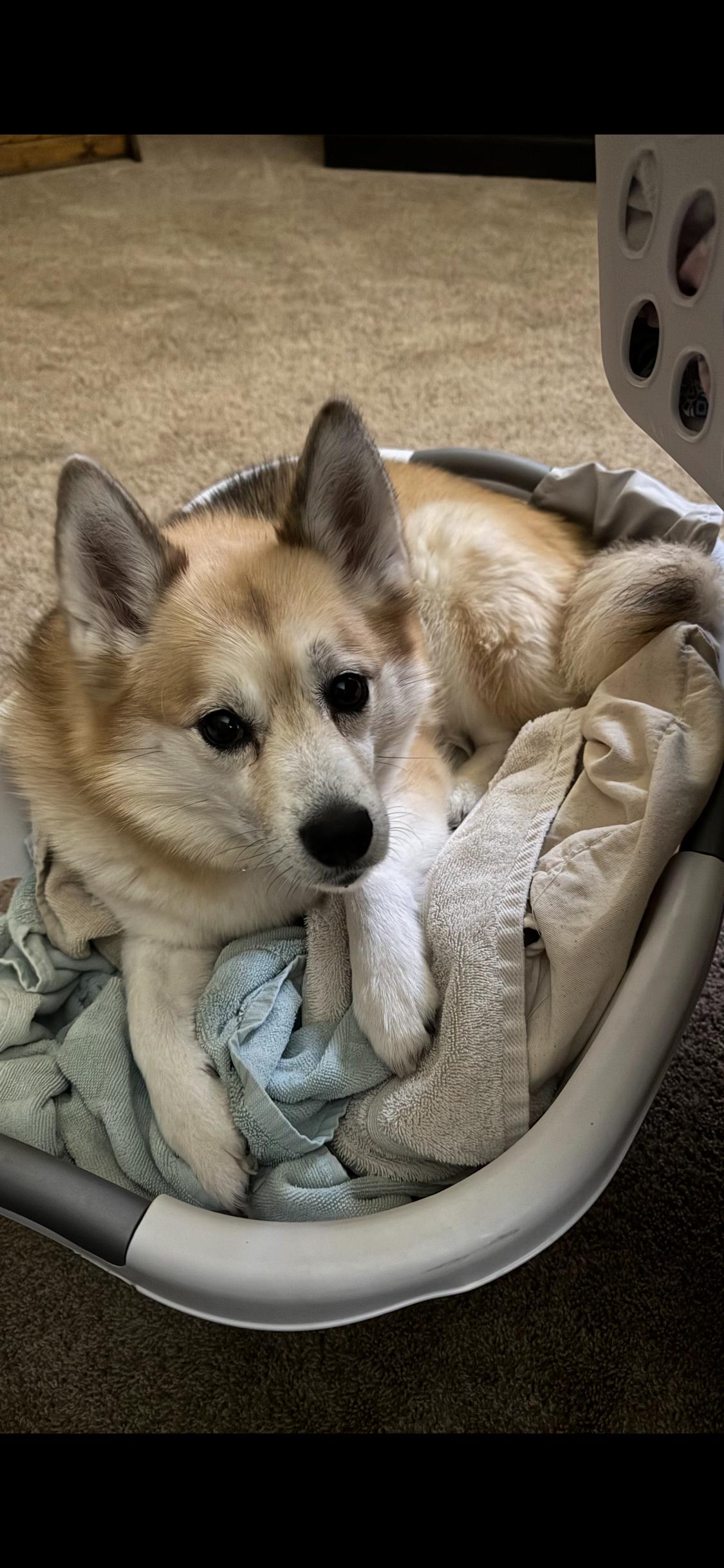 Enlarge Flurry, a Adoptable Pomsky in Armada, MI image 3/5