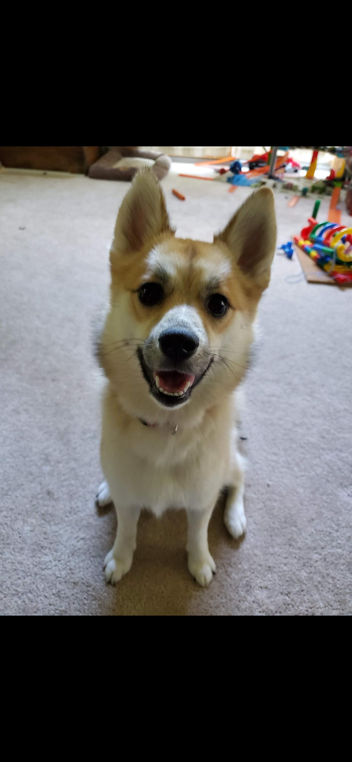 Flurry, Adoptable, Adult Female Pomsky.