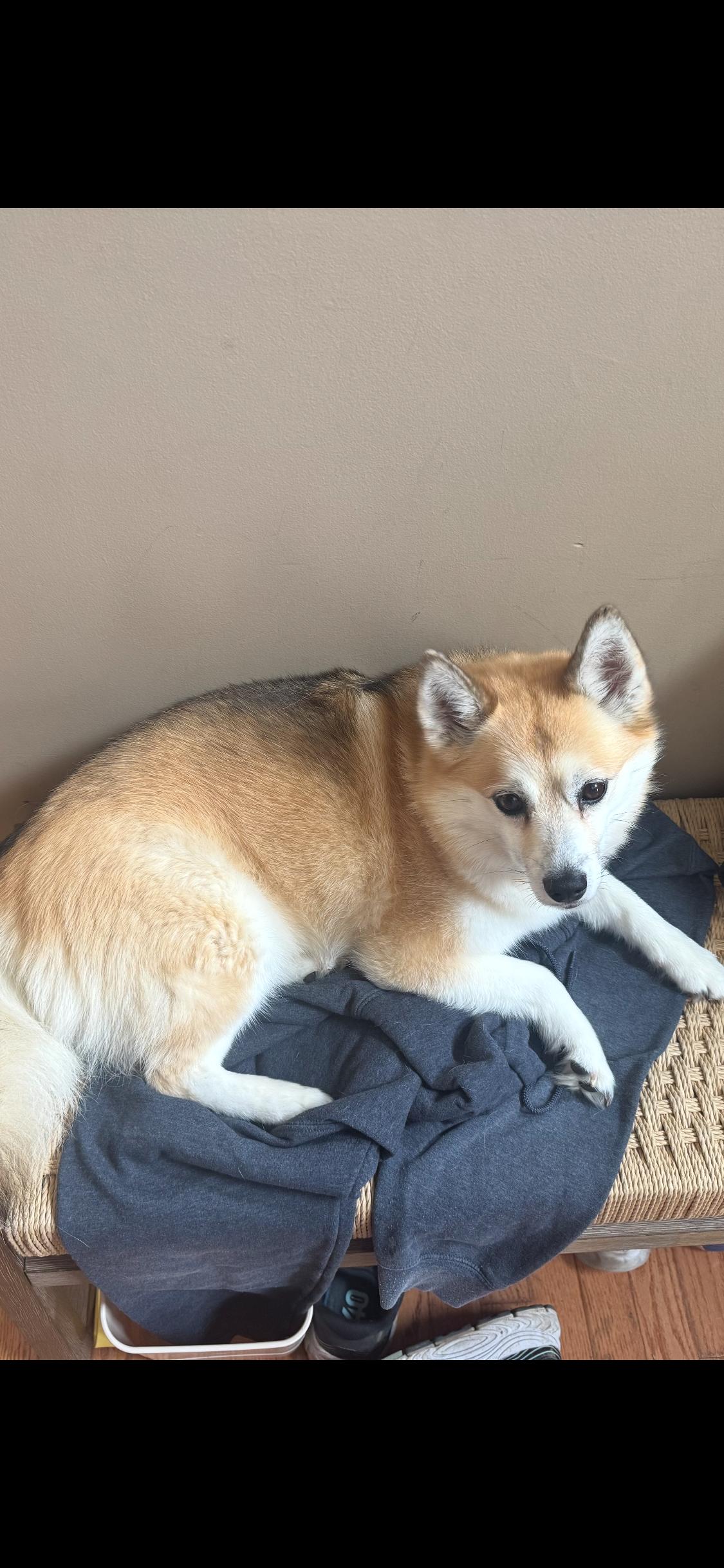 Enlarge Flurry, a Adoptable Pomsky in Armada, MI image 5/5
