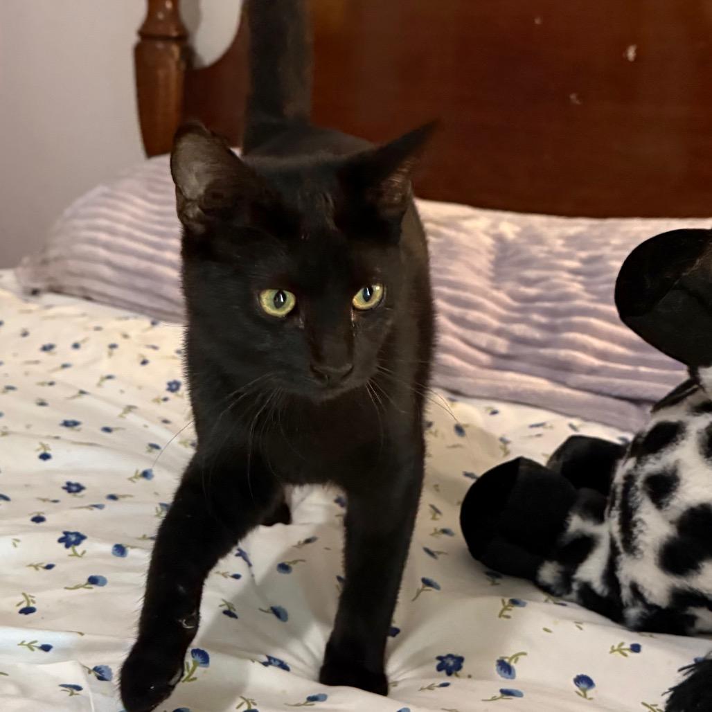 Enlarge Knight, a Adoptable Domestic Short Hair in Daphne, AL image 1/1